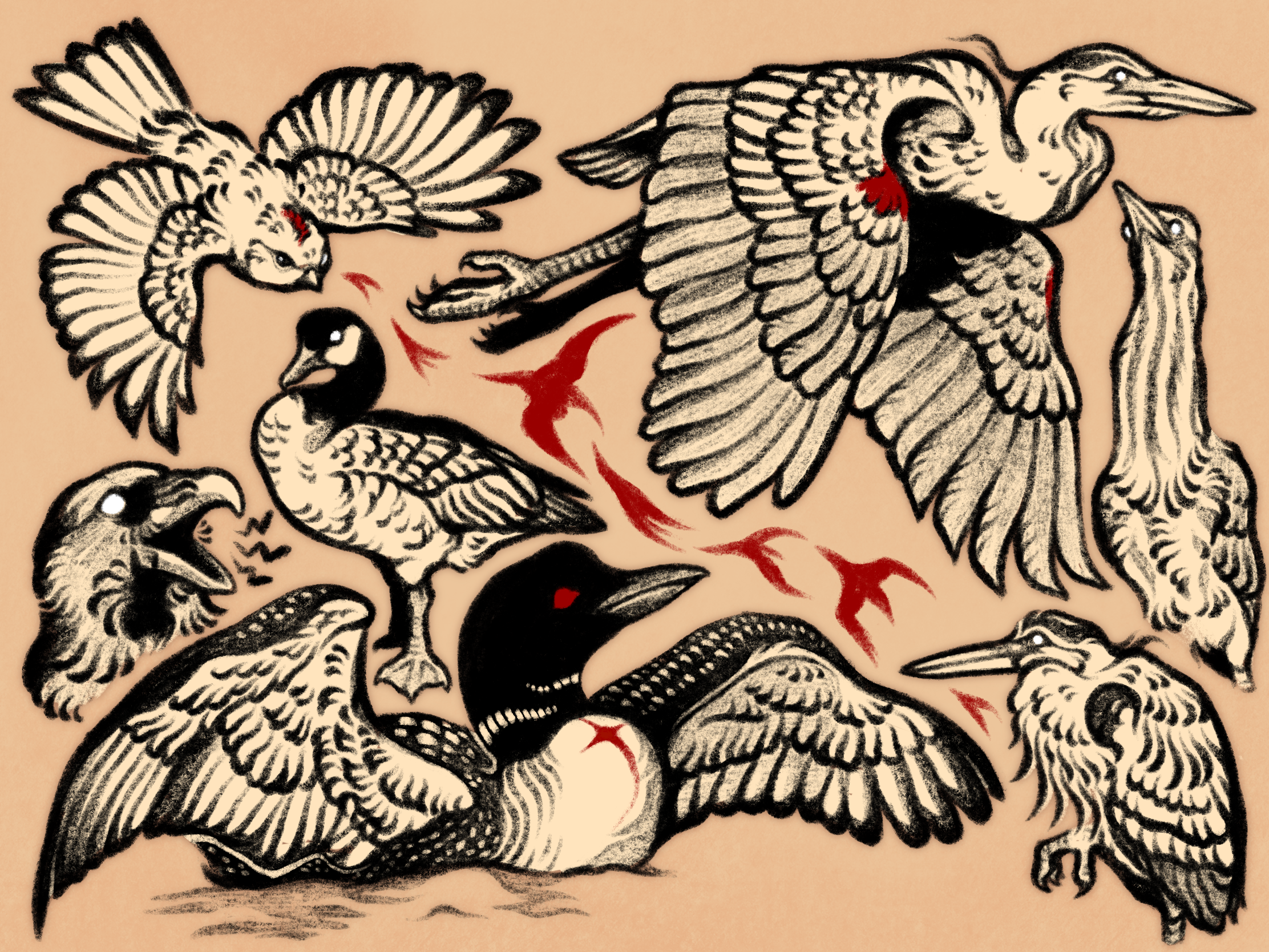 bird sketchpage