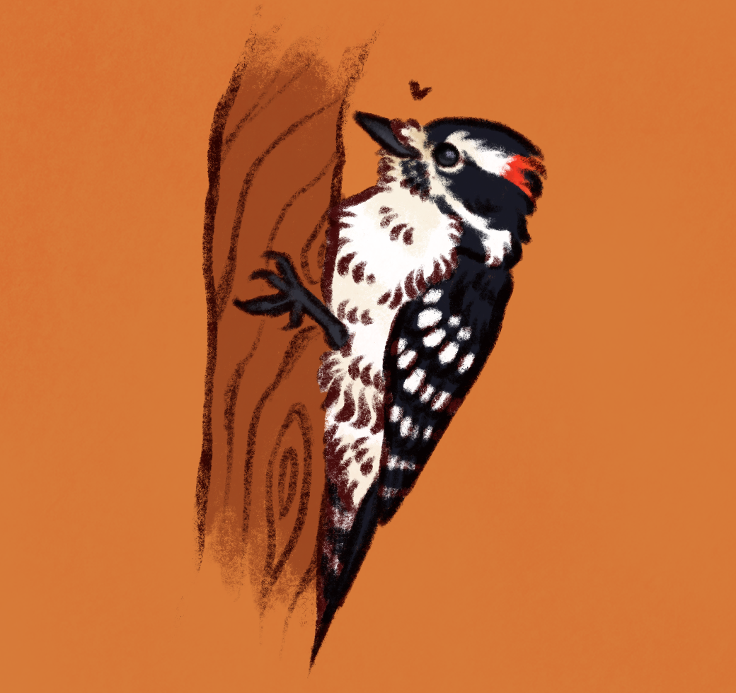 sketch of a downy woodpecker