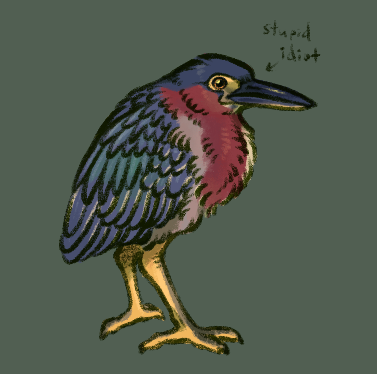 sketch of a green heron