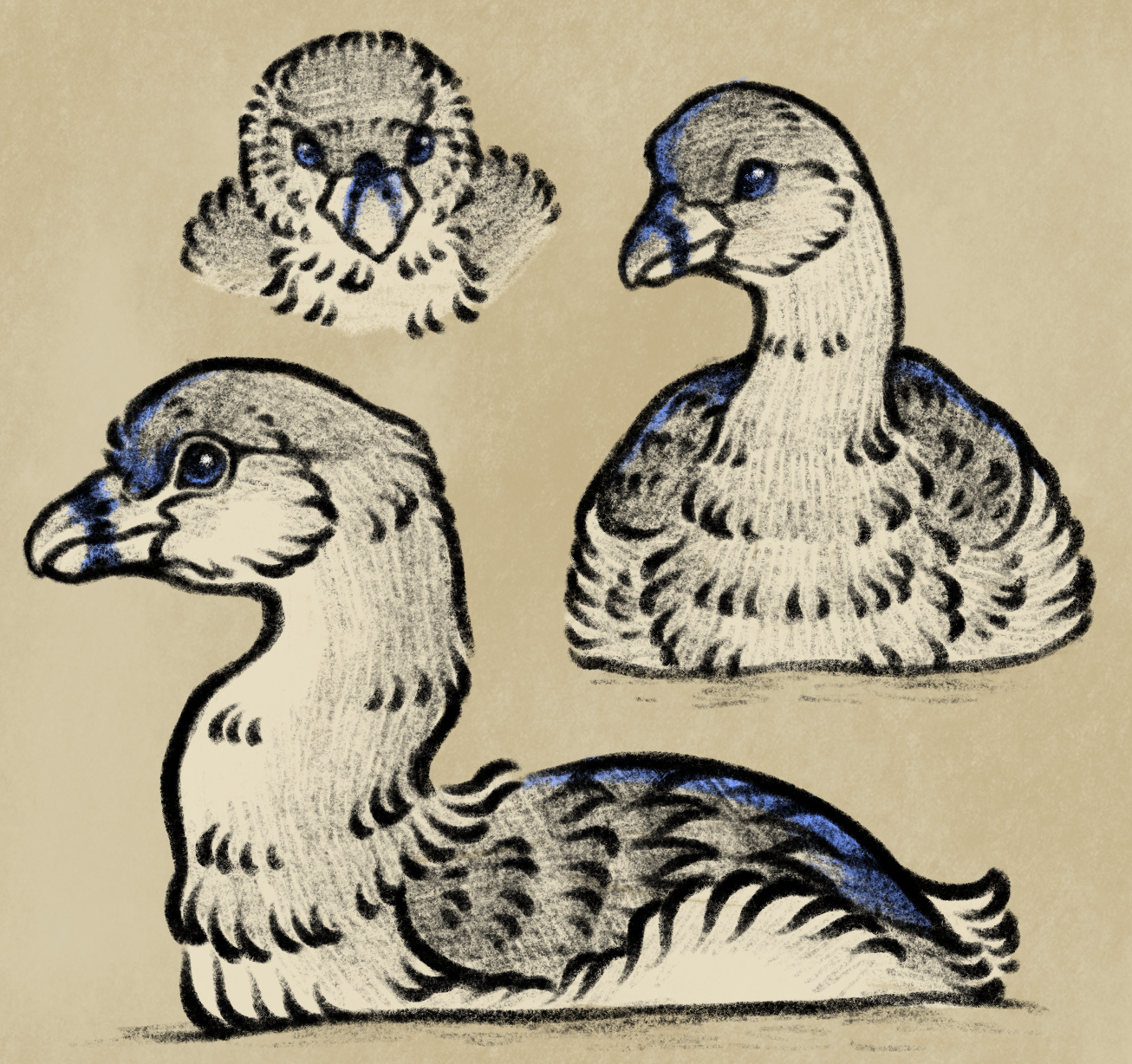 grebe sketchpage