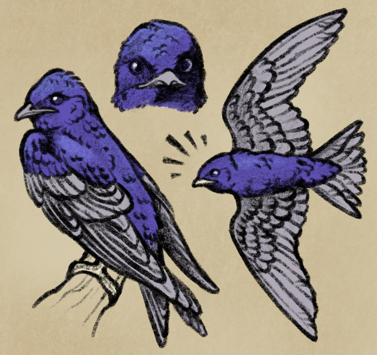 purple martin sketchpage