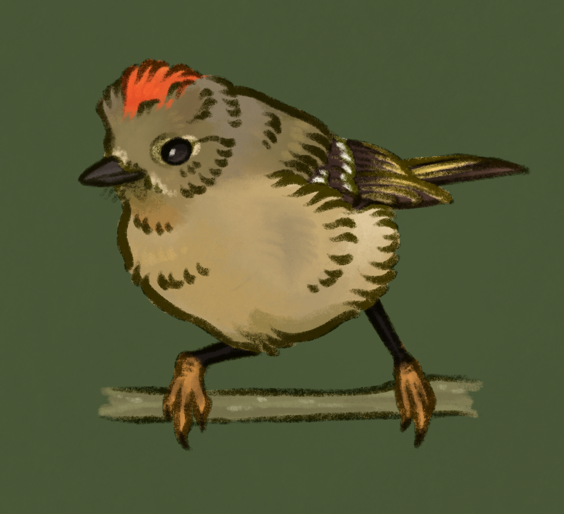 sketch of a ruby-crowned kinglet