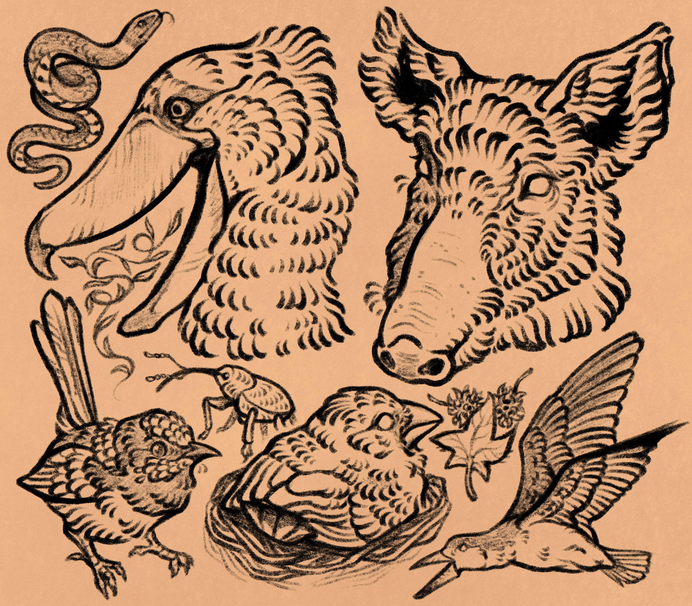 animal sketchpage