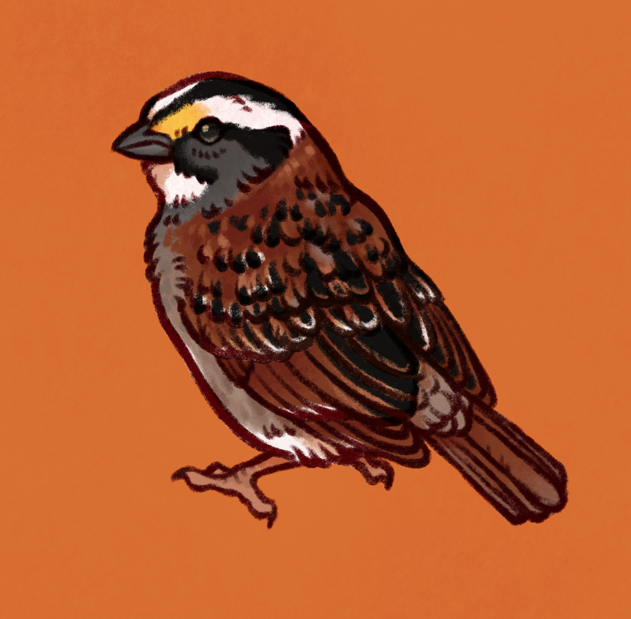 sketch of a white-throated sparrow