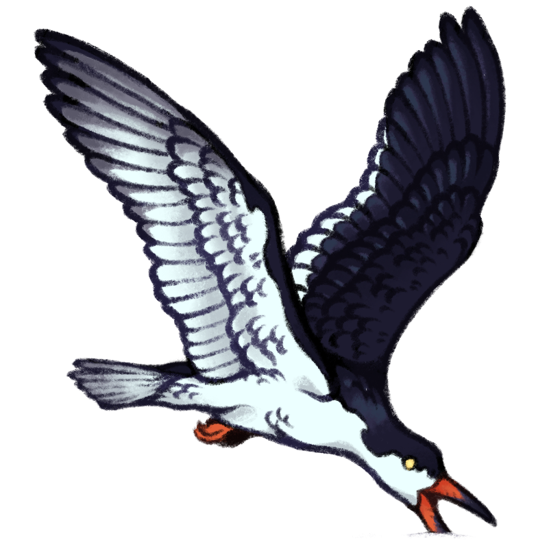 drawing of a black skimmer bird