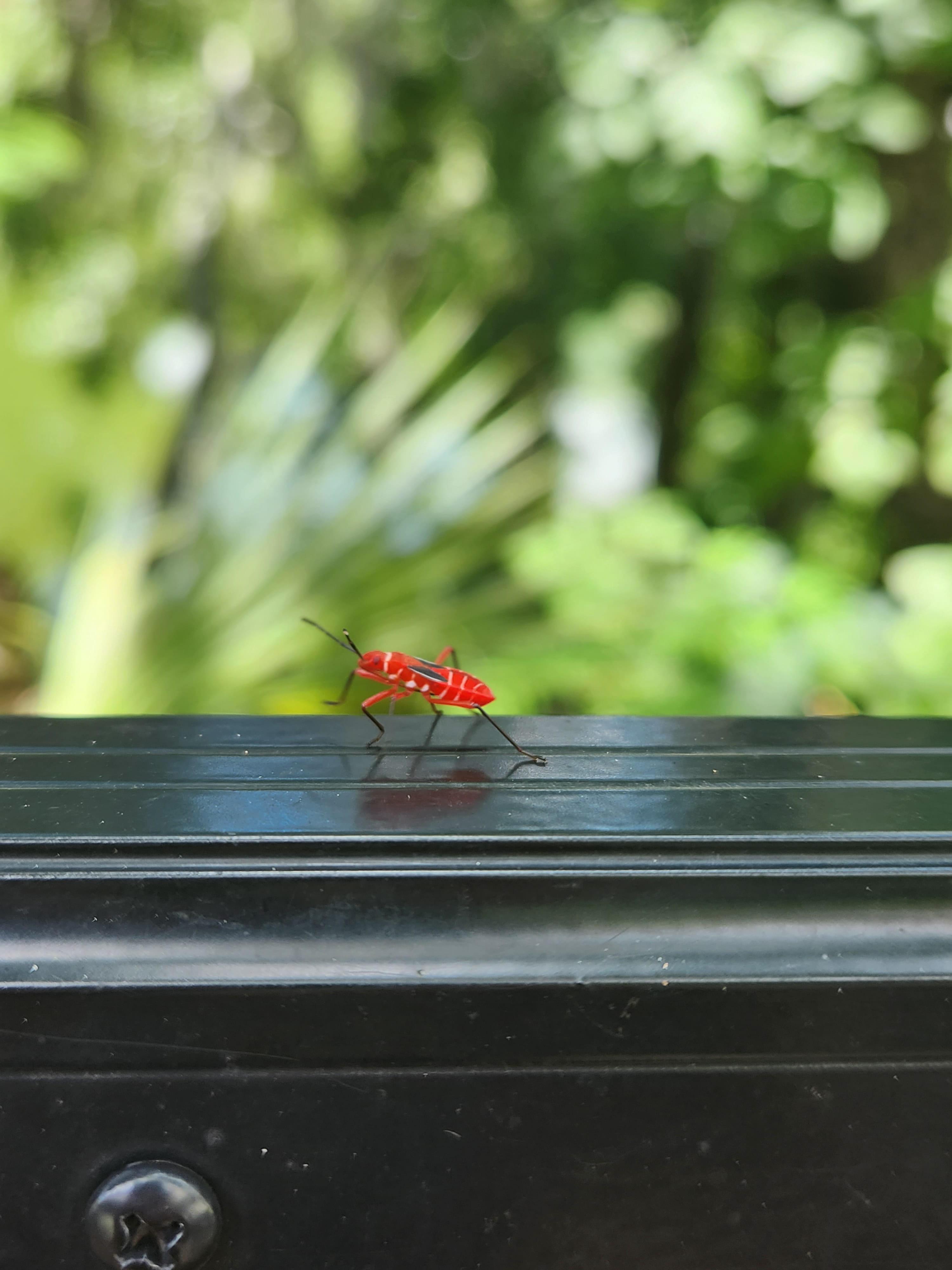 image of bug