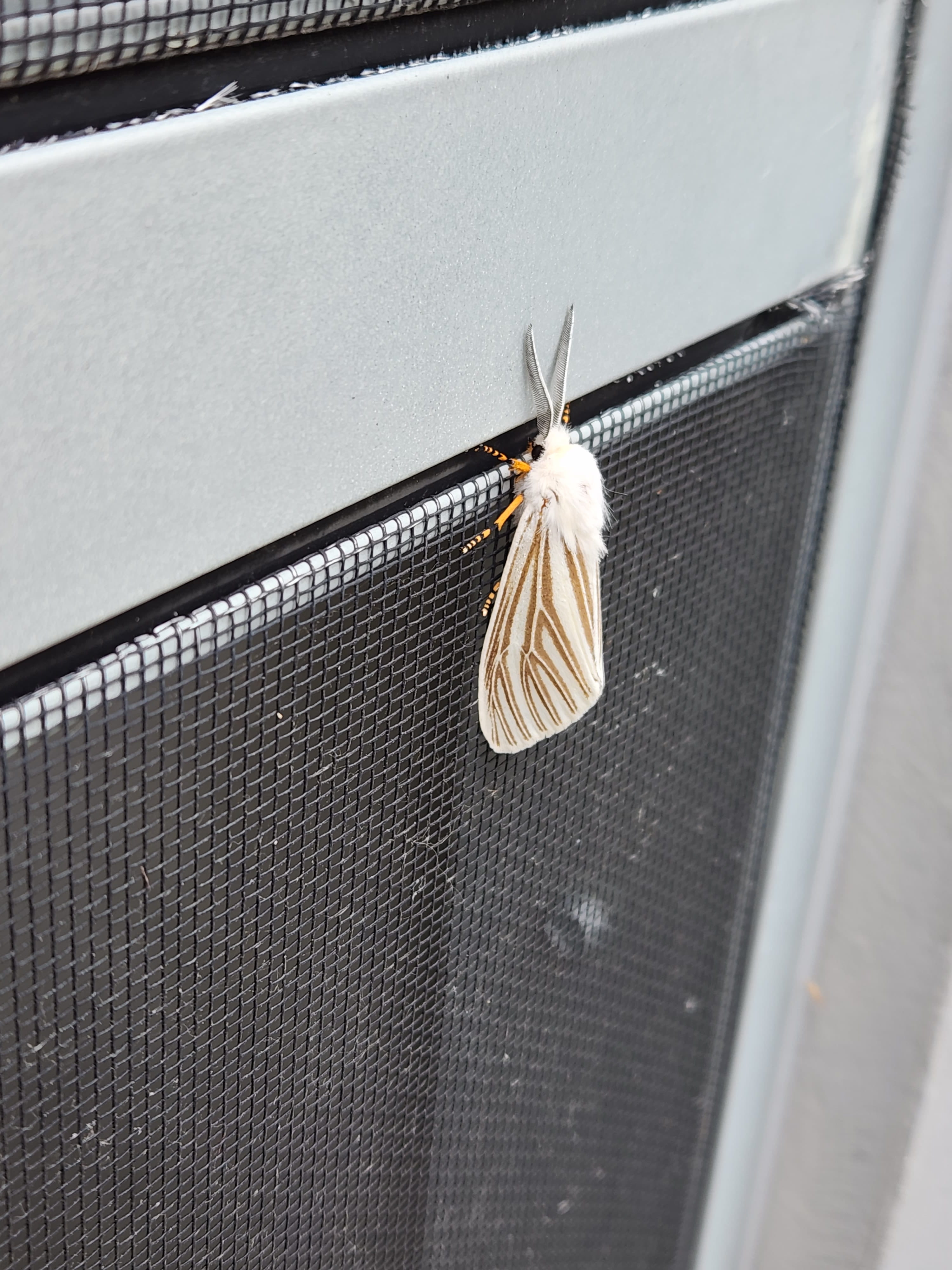 image of bug