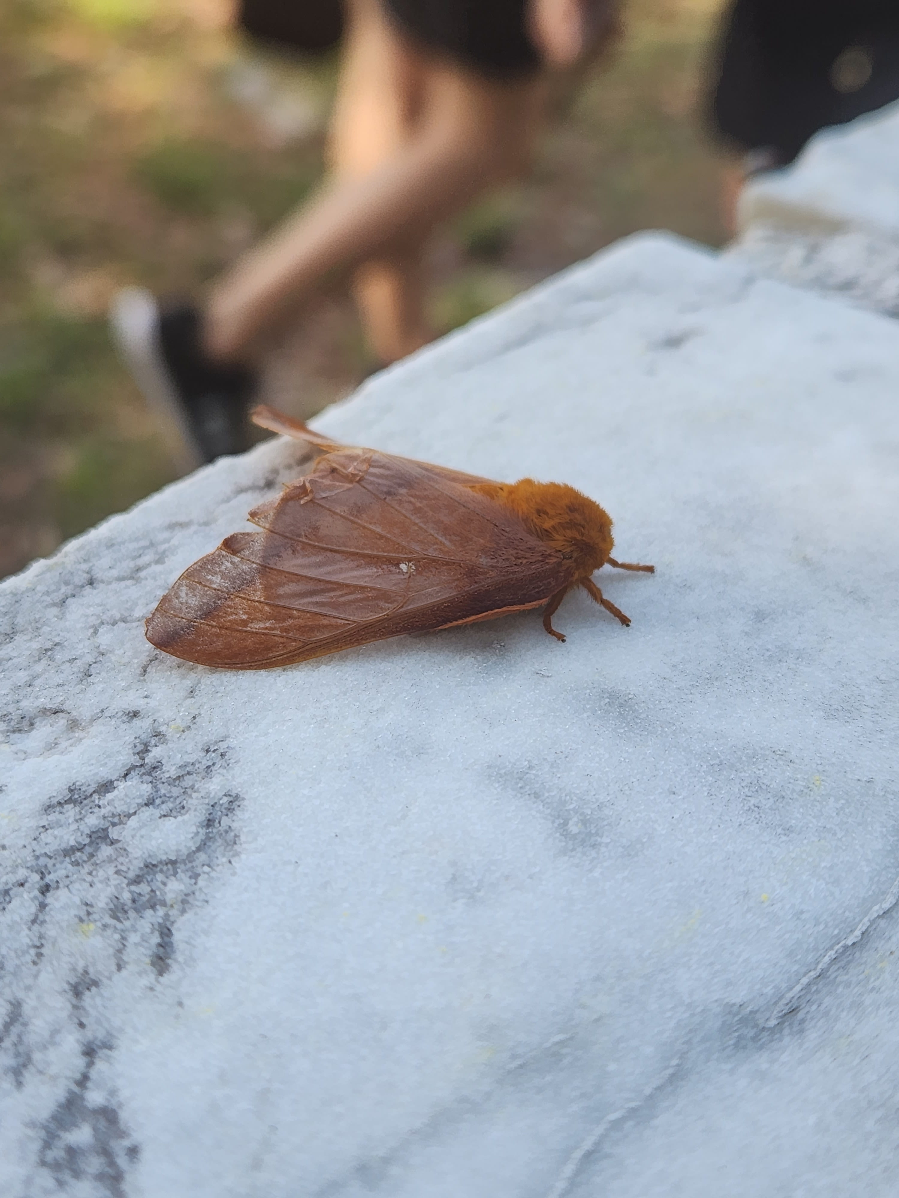 image of bug