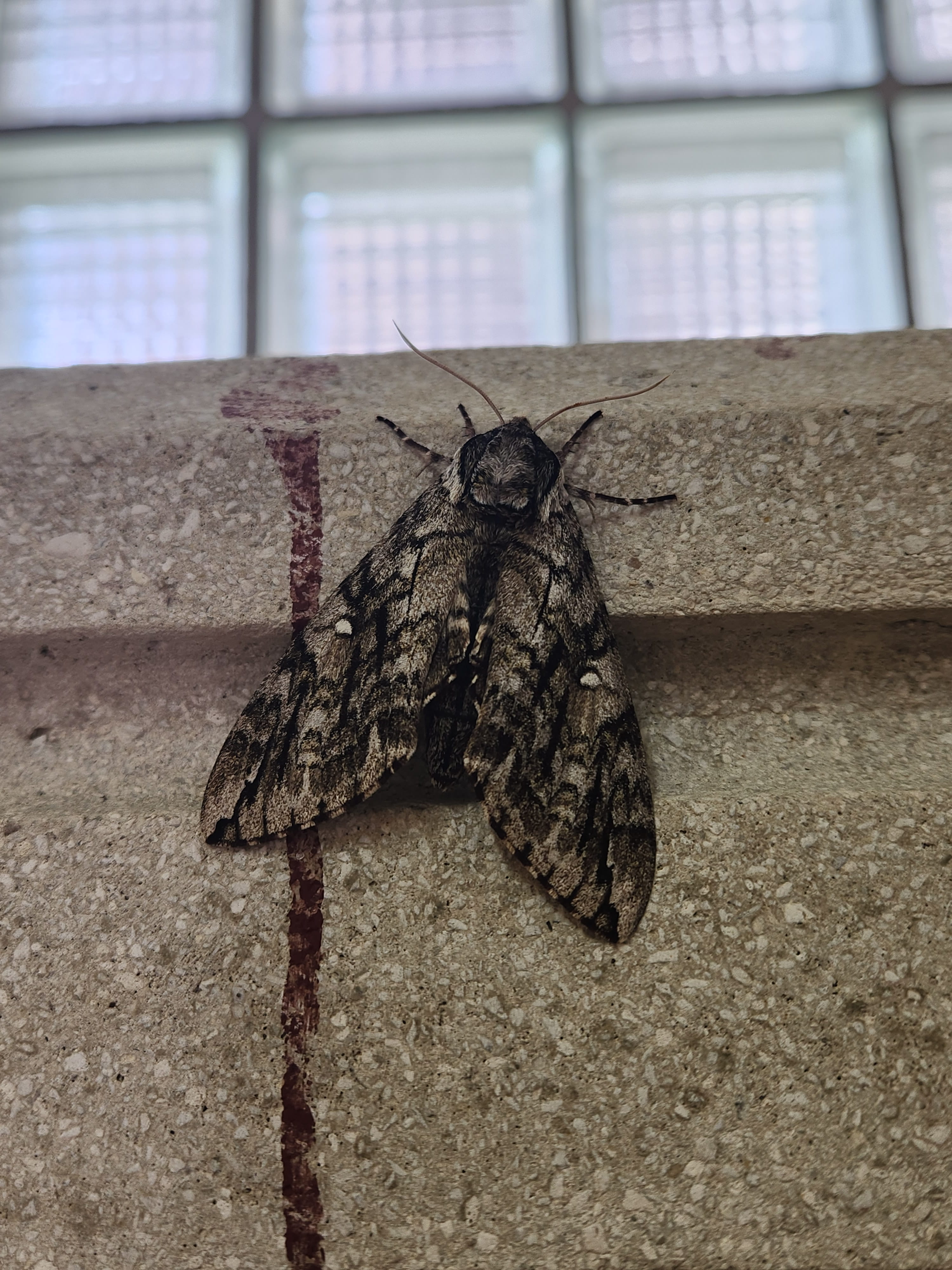 image of bug