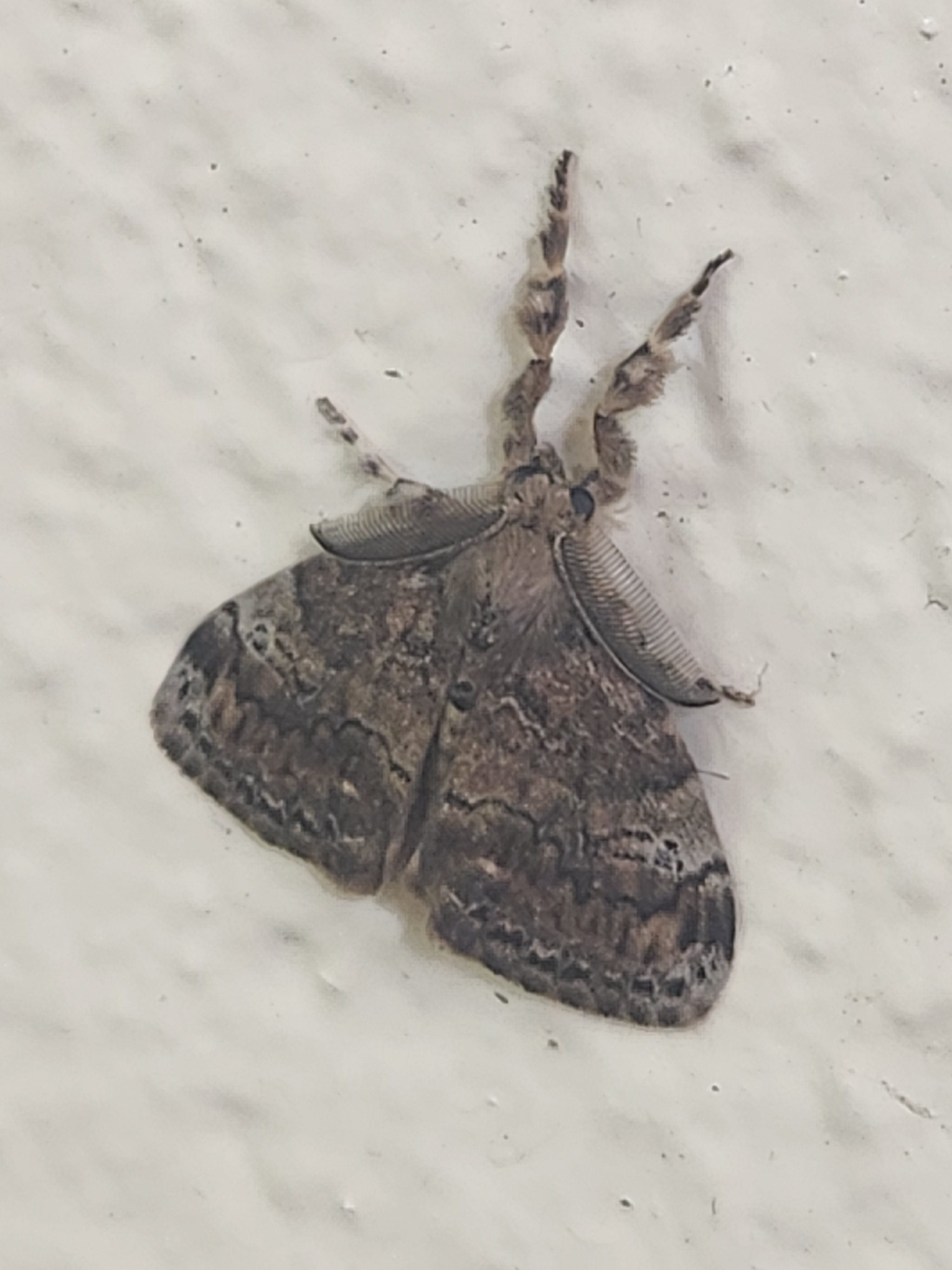 image of bug