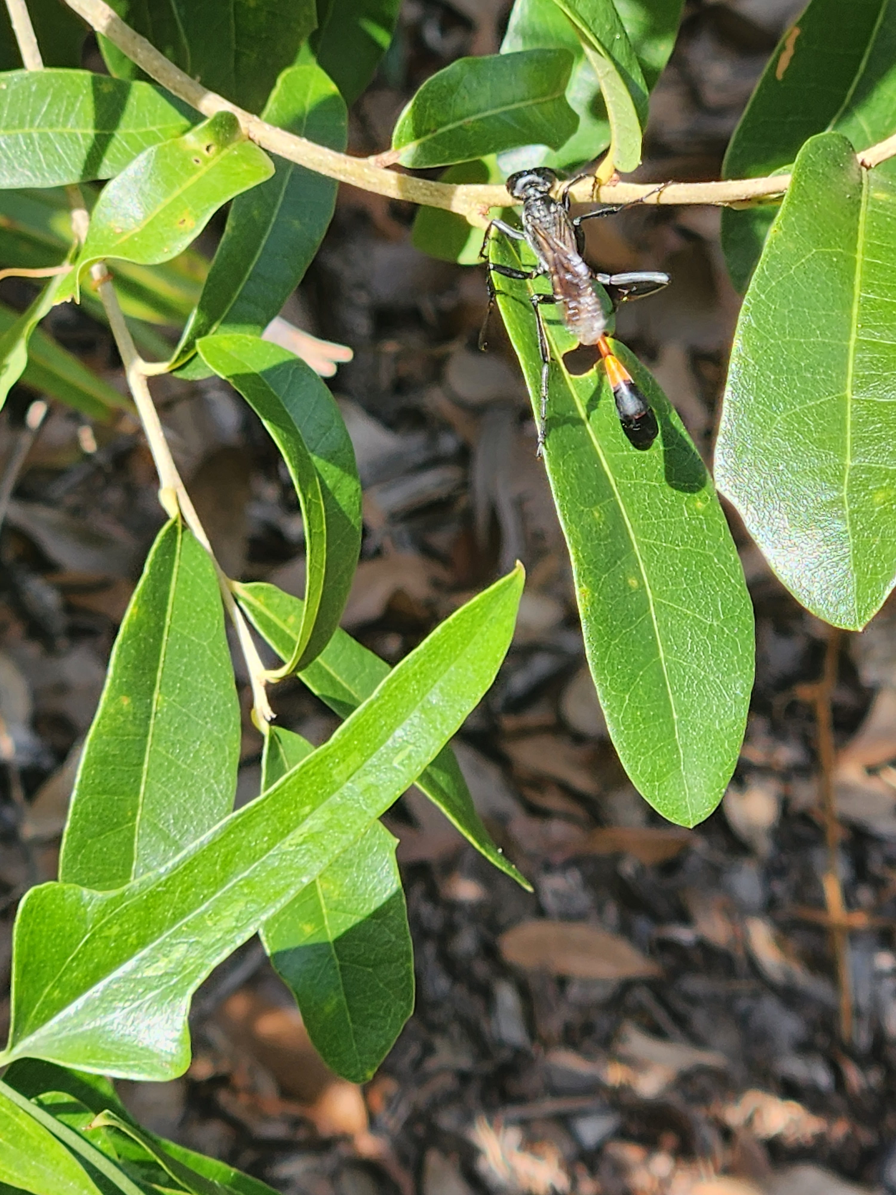 image of bug