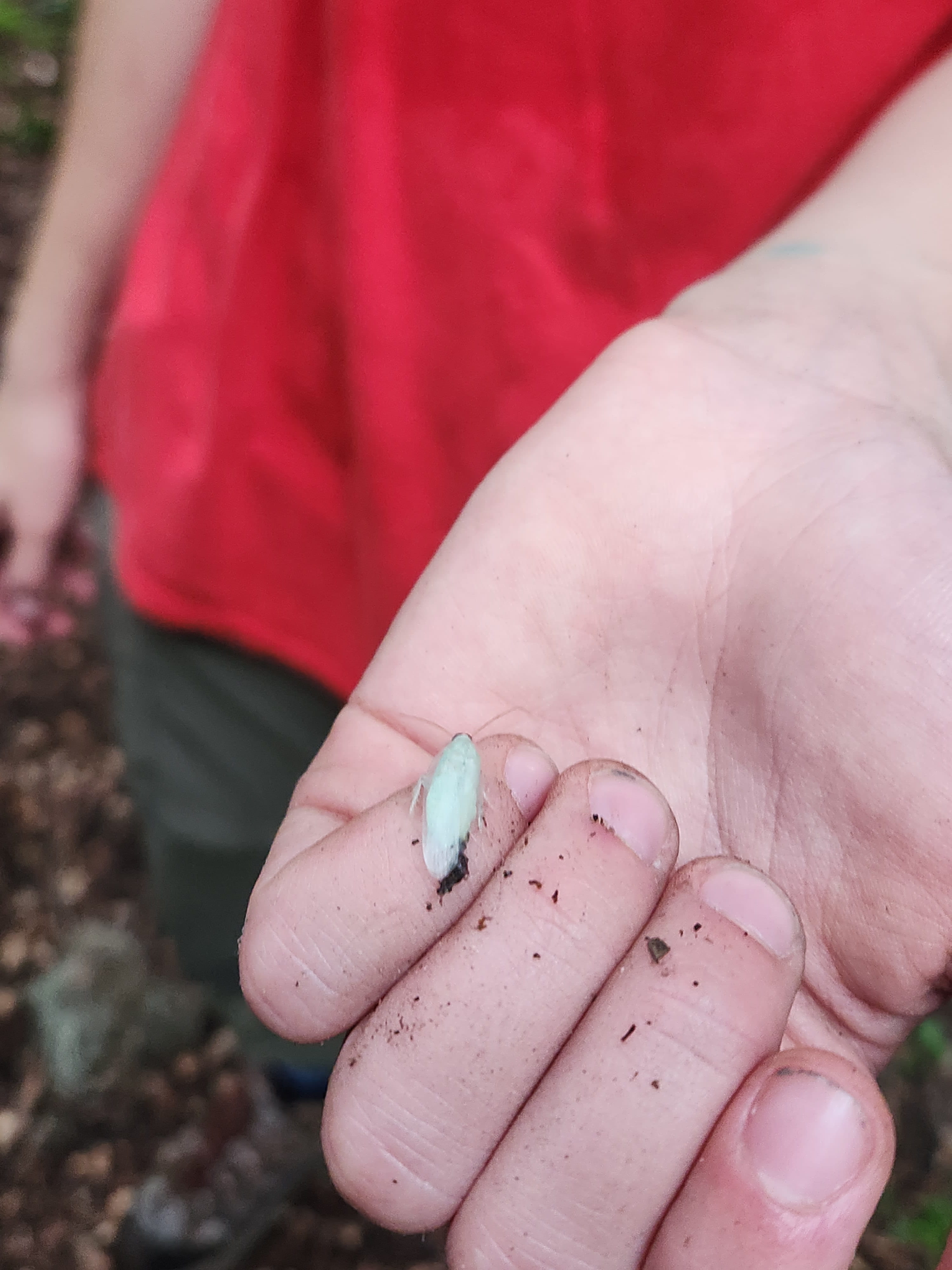 image of bug