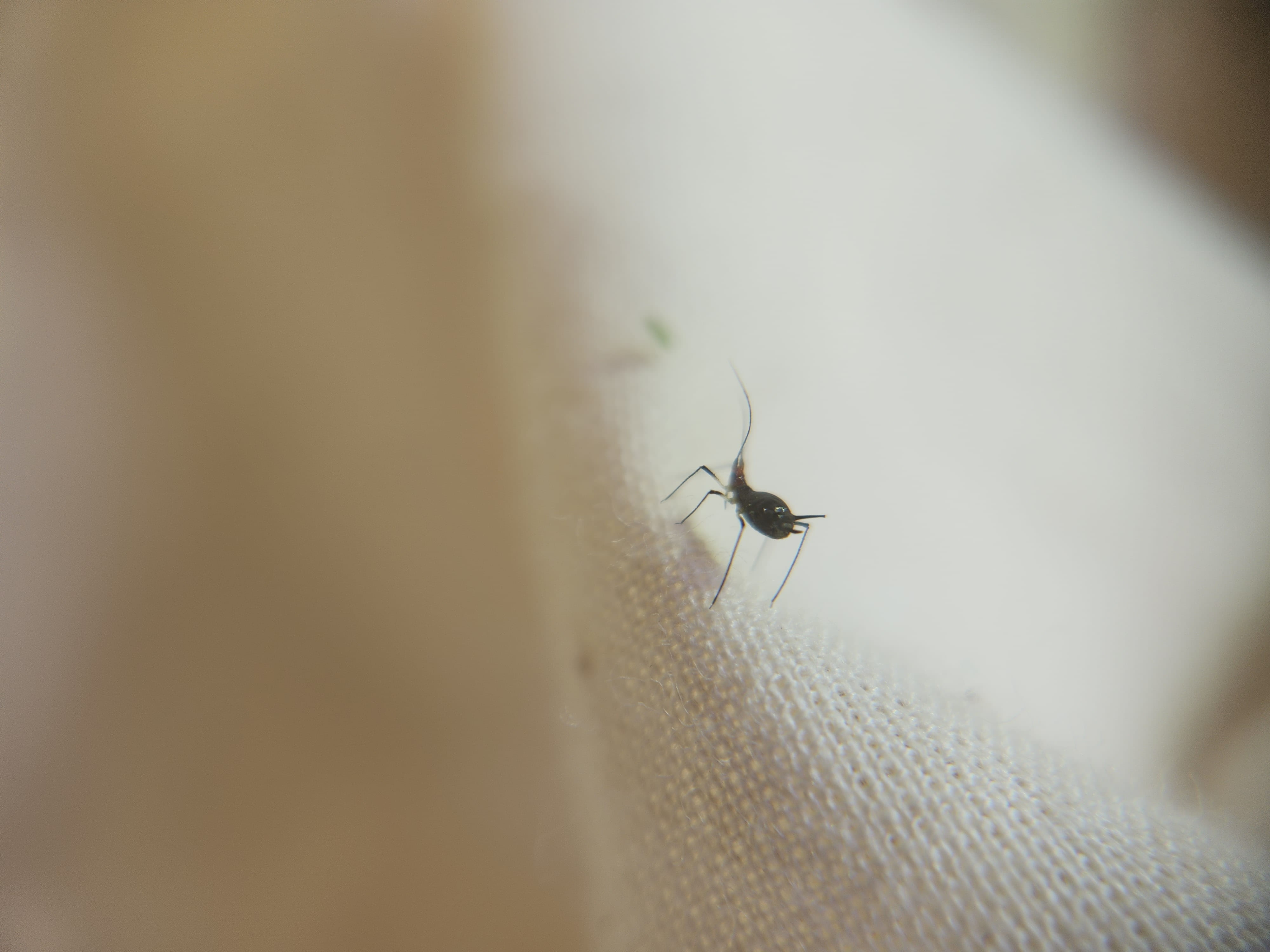image of bug