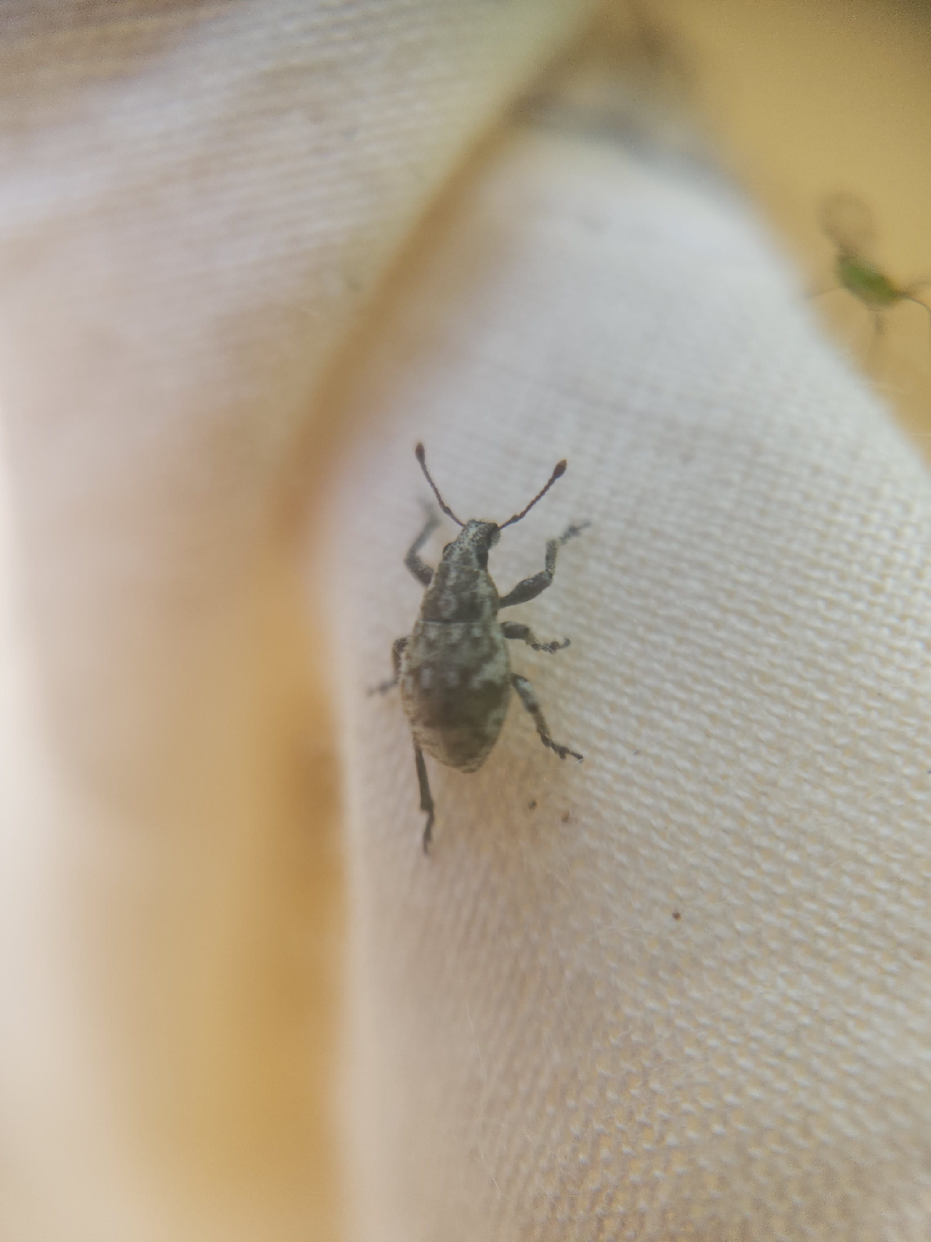 image of bug