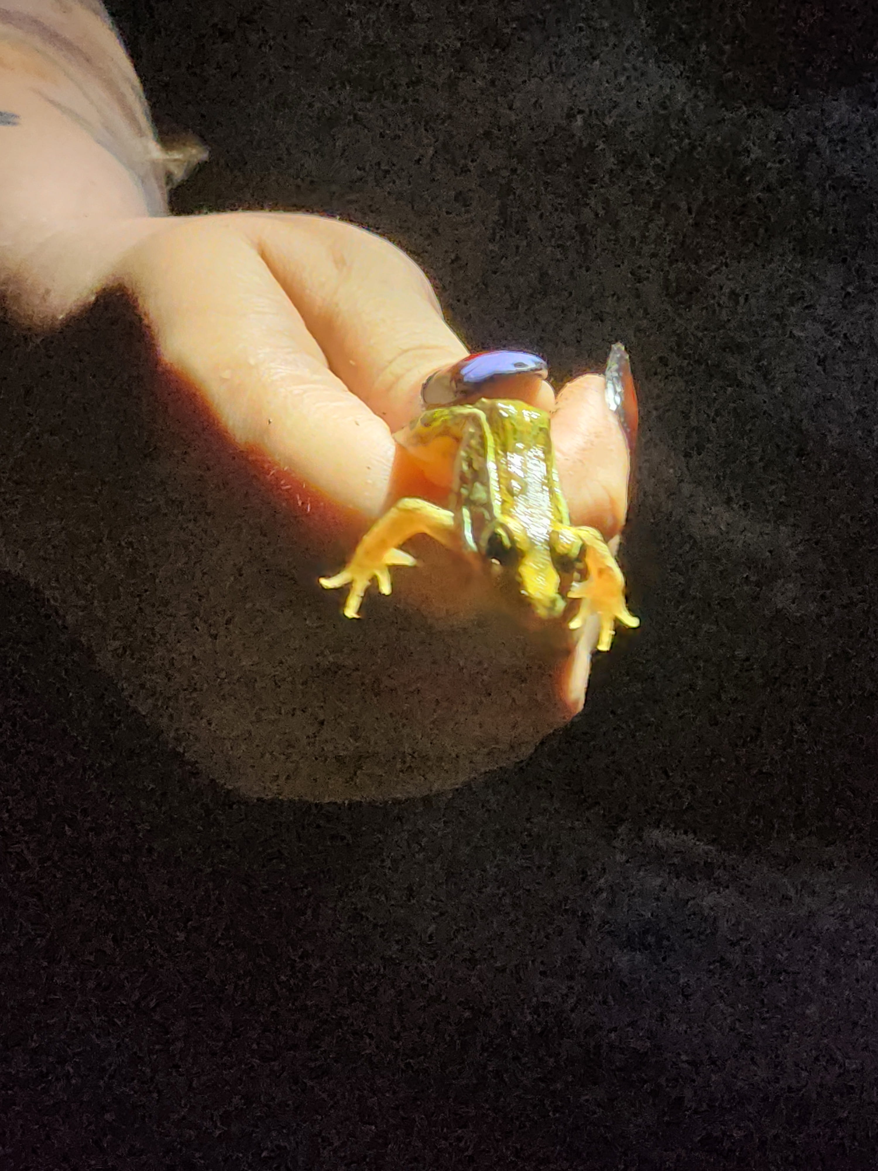 image of bug