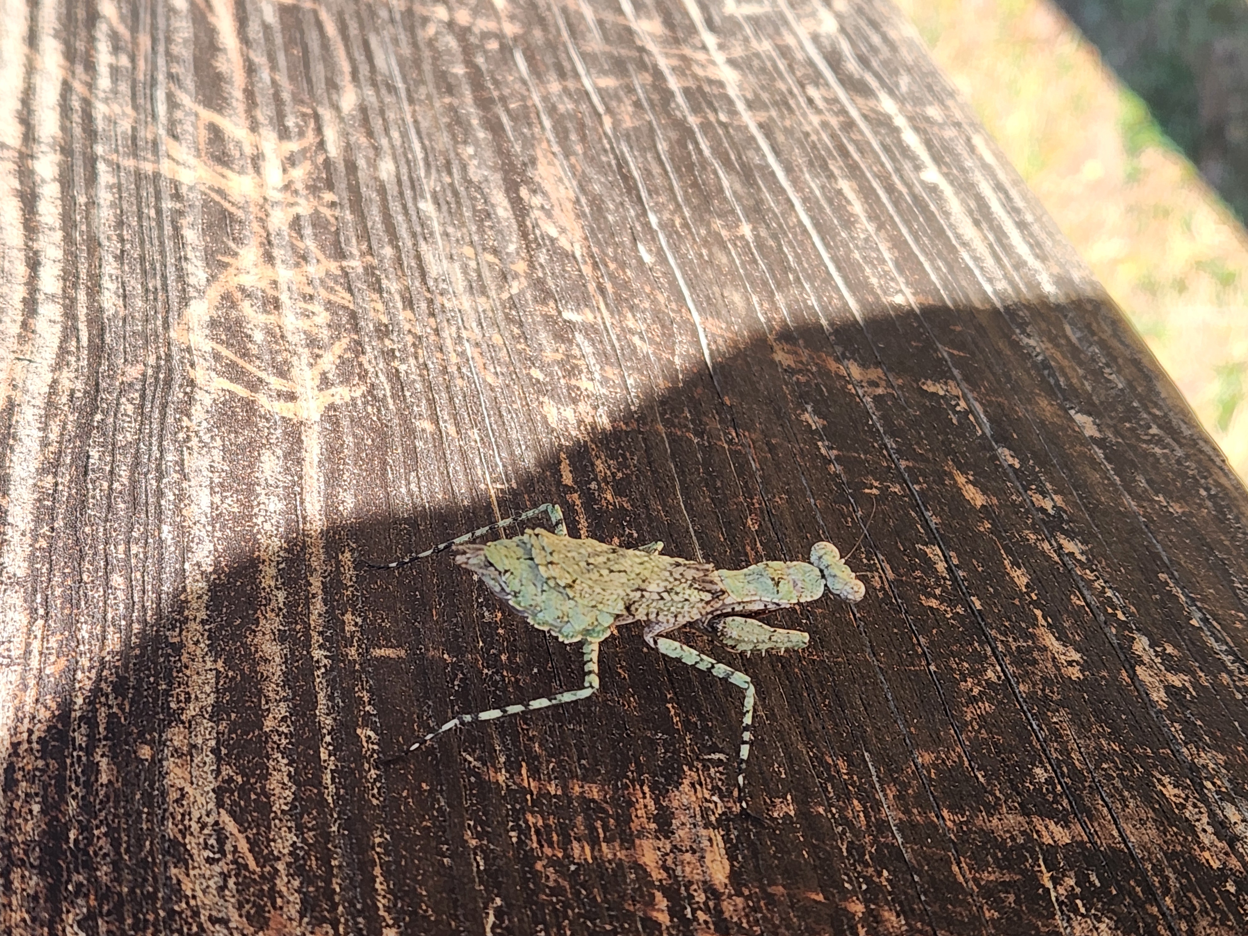 image of bug