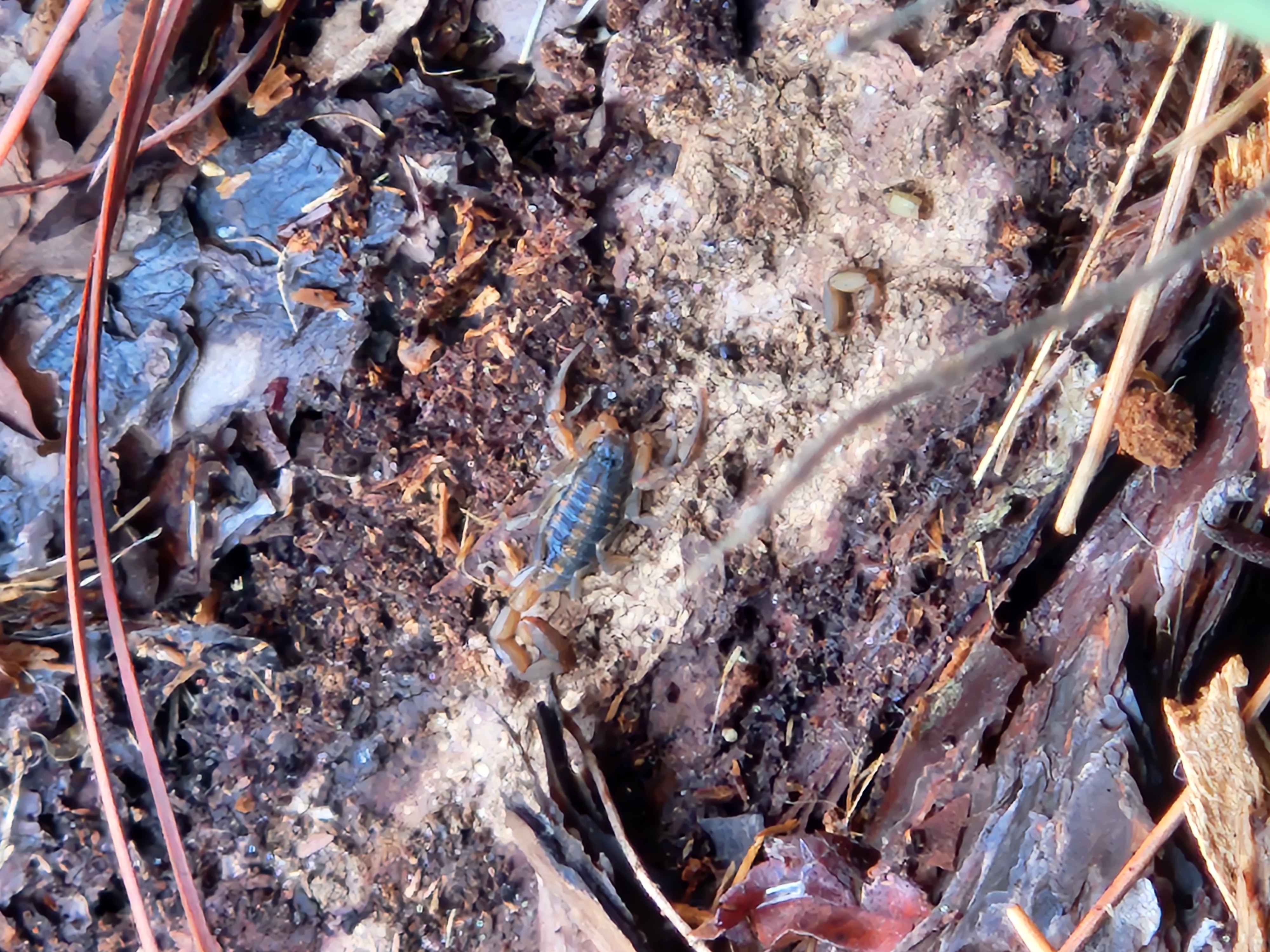 image of bug