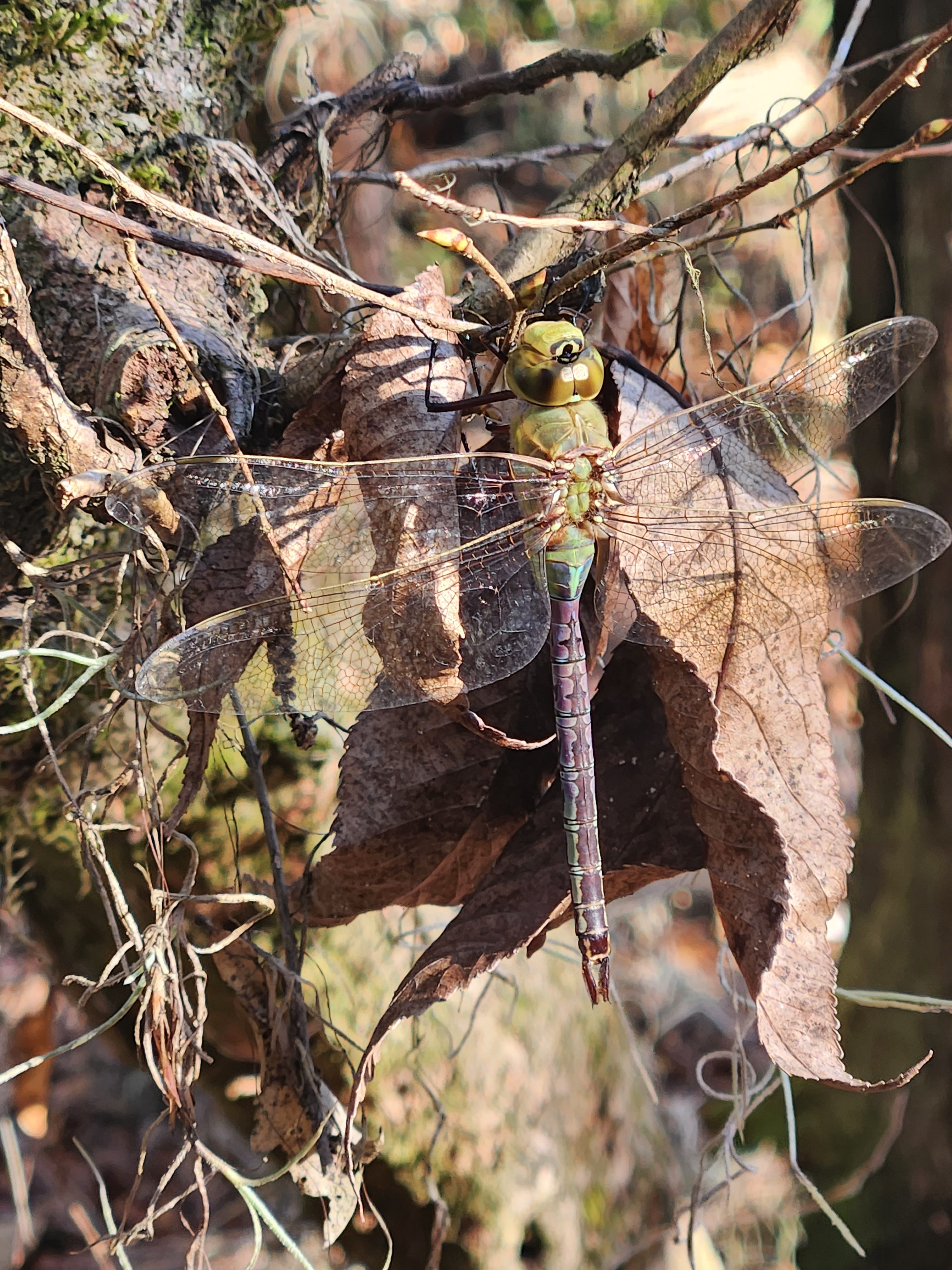 image of bug