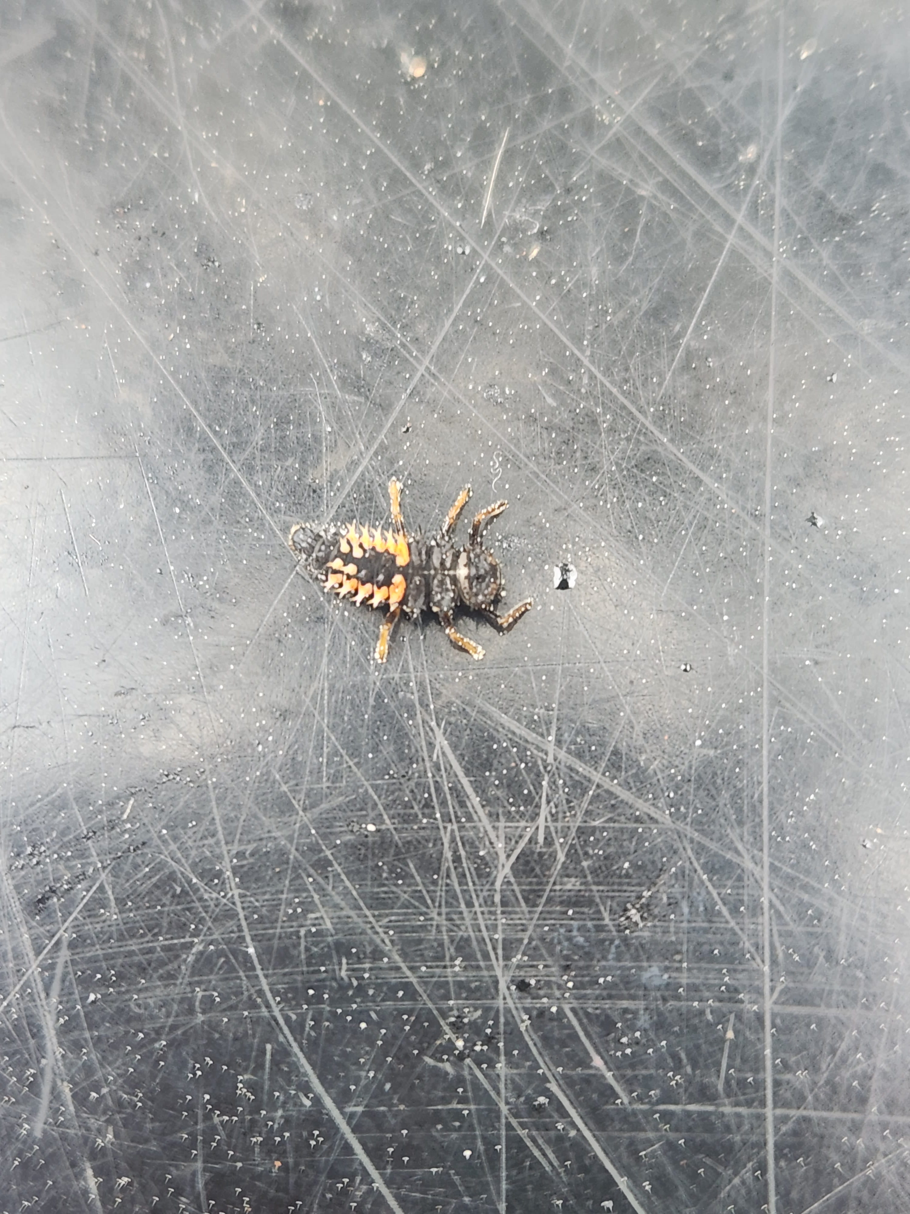 image of bug