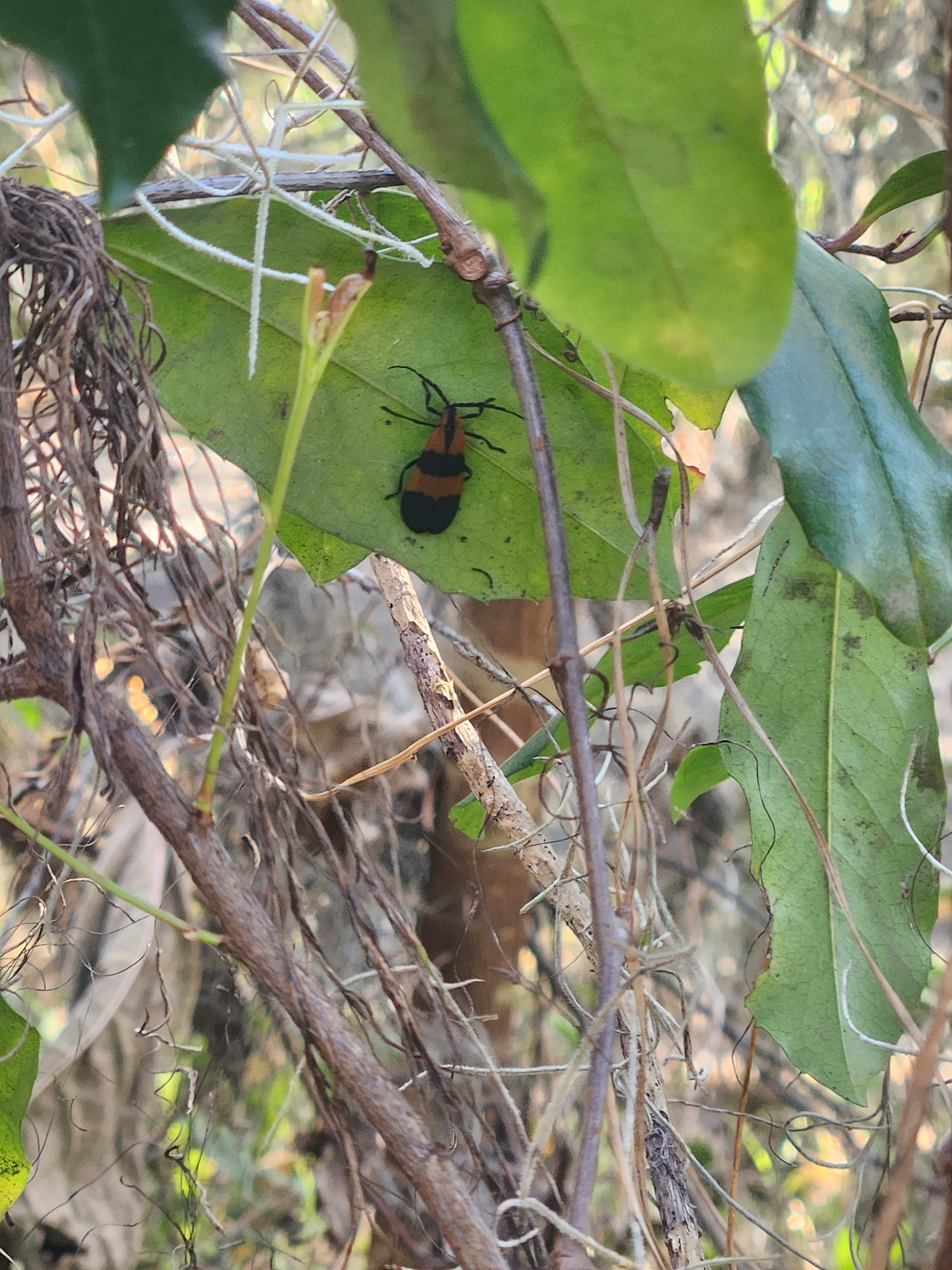 image of bug