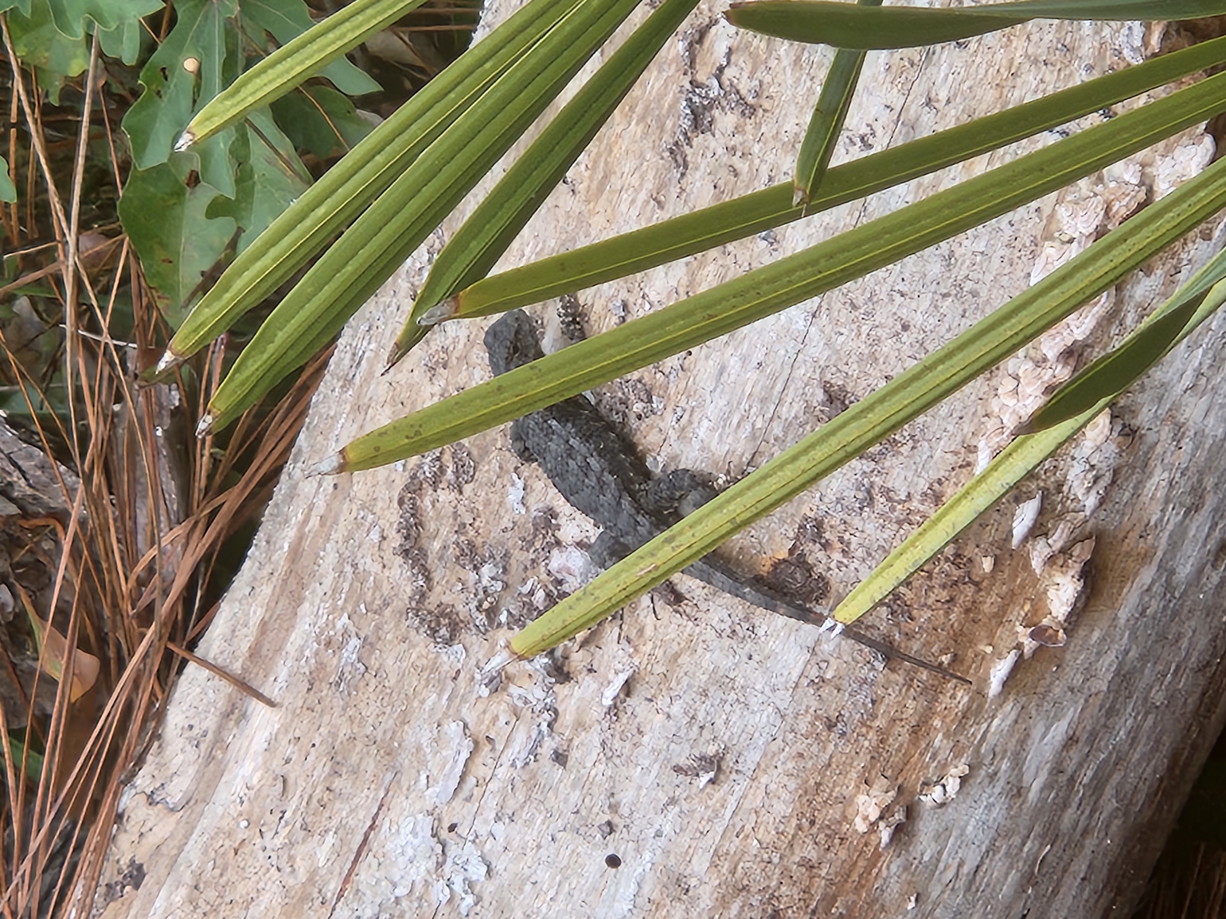 image of bug