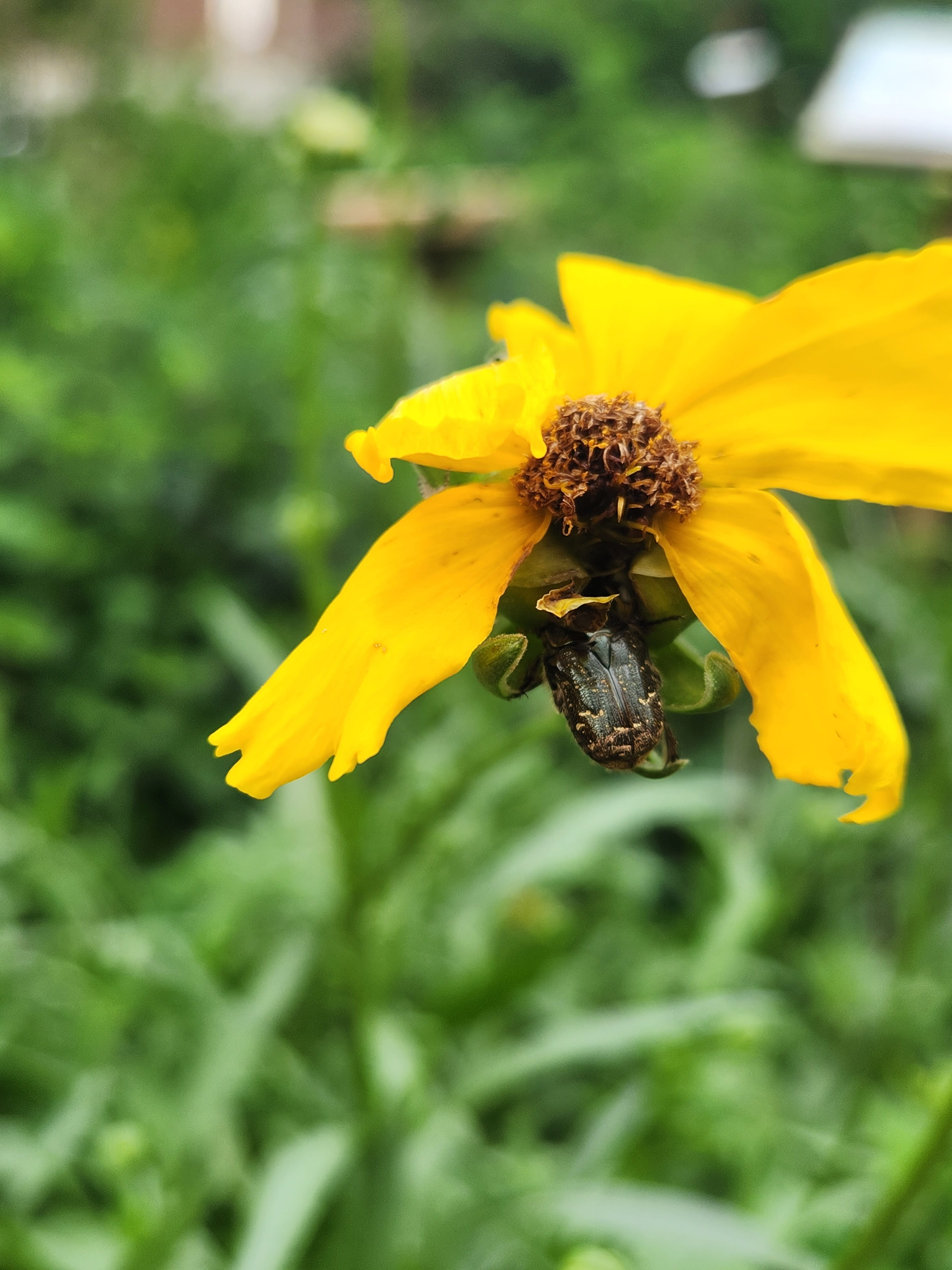 image of bug