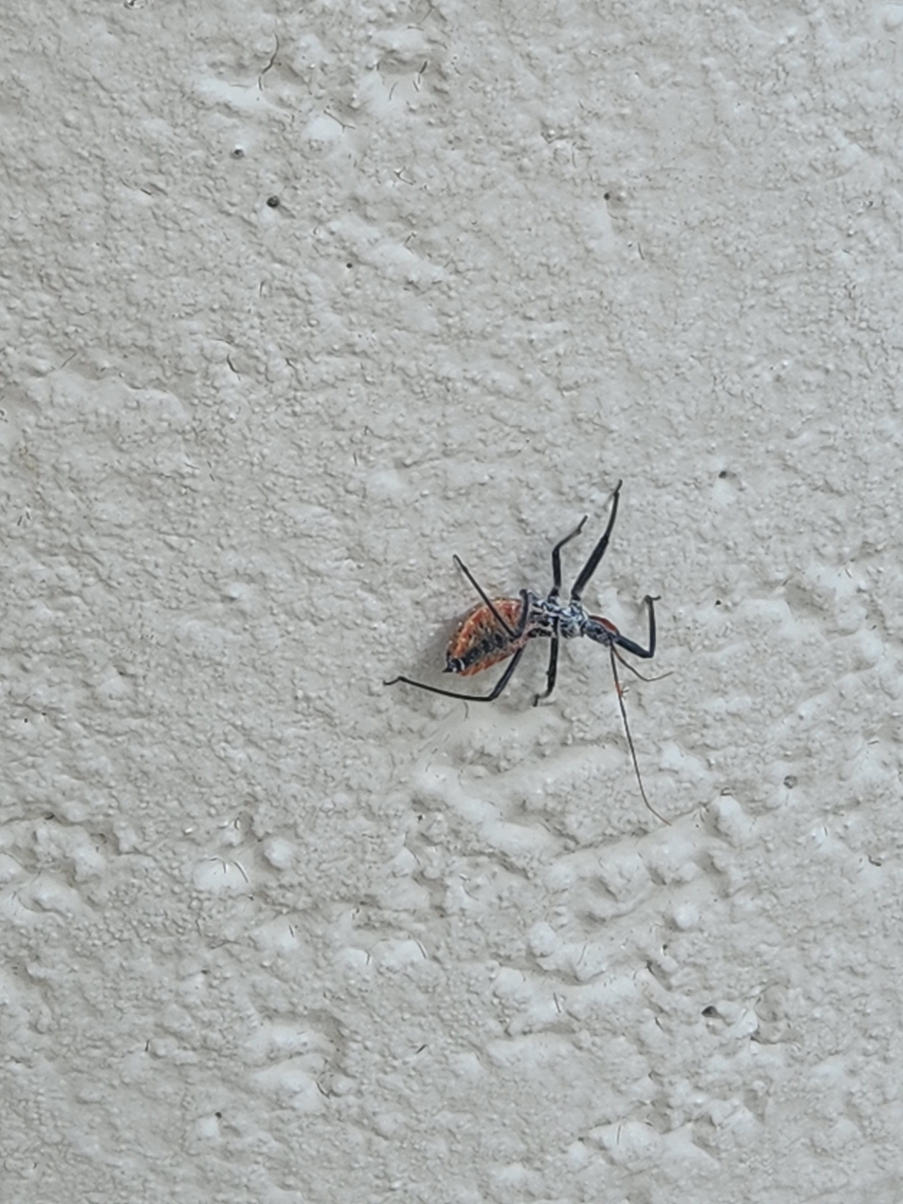 image of bug
