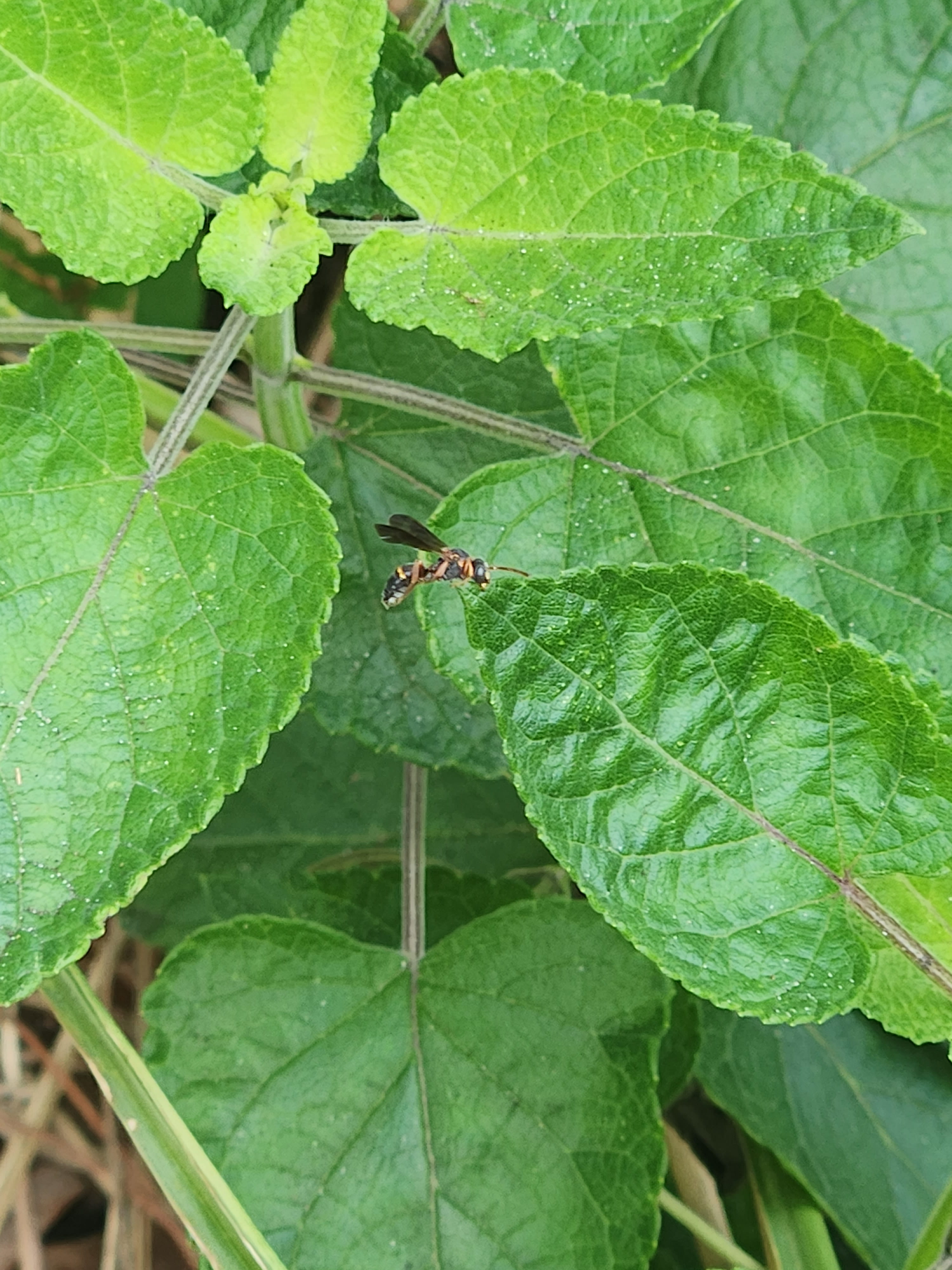 image of bug