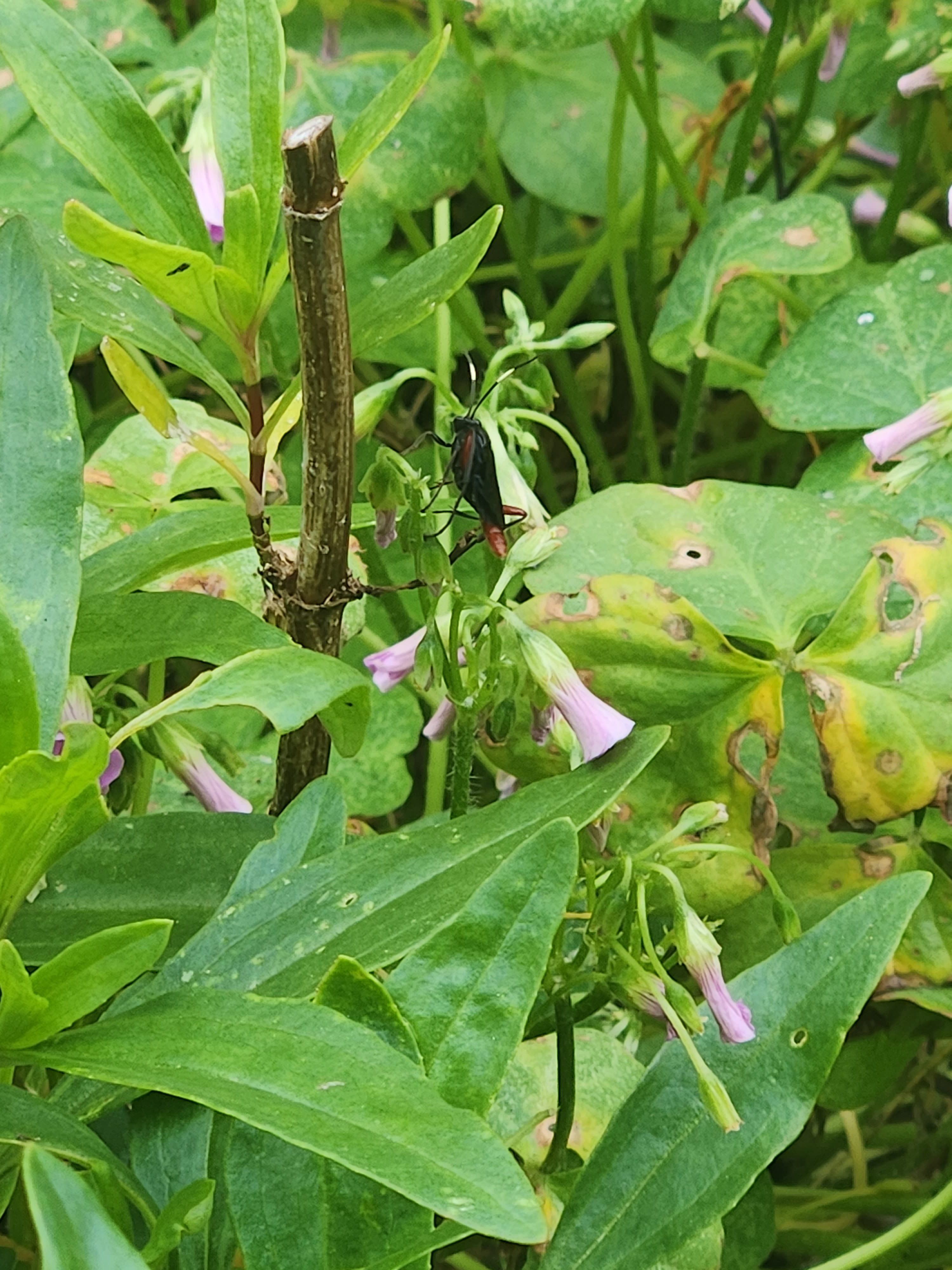image of bug