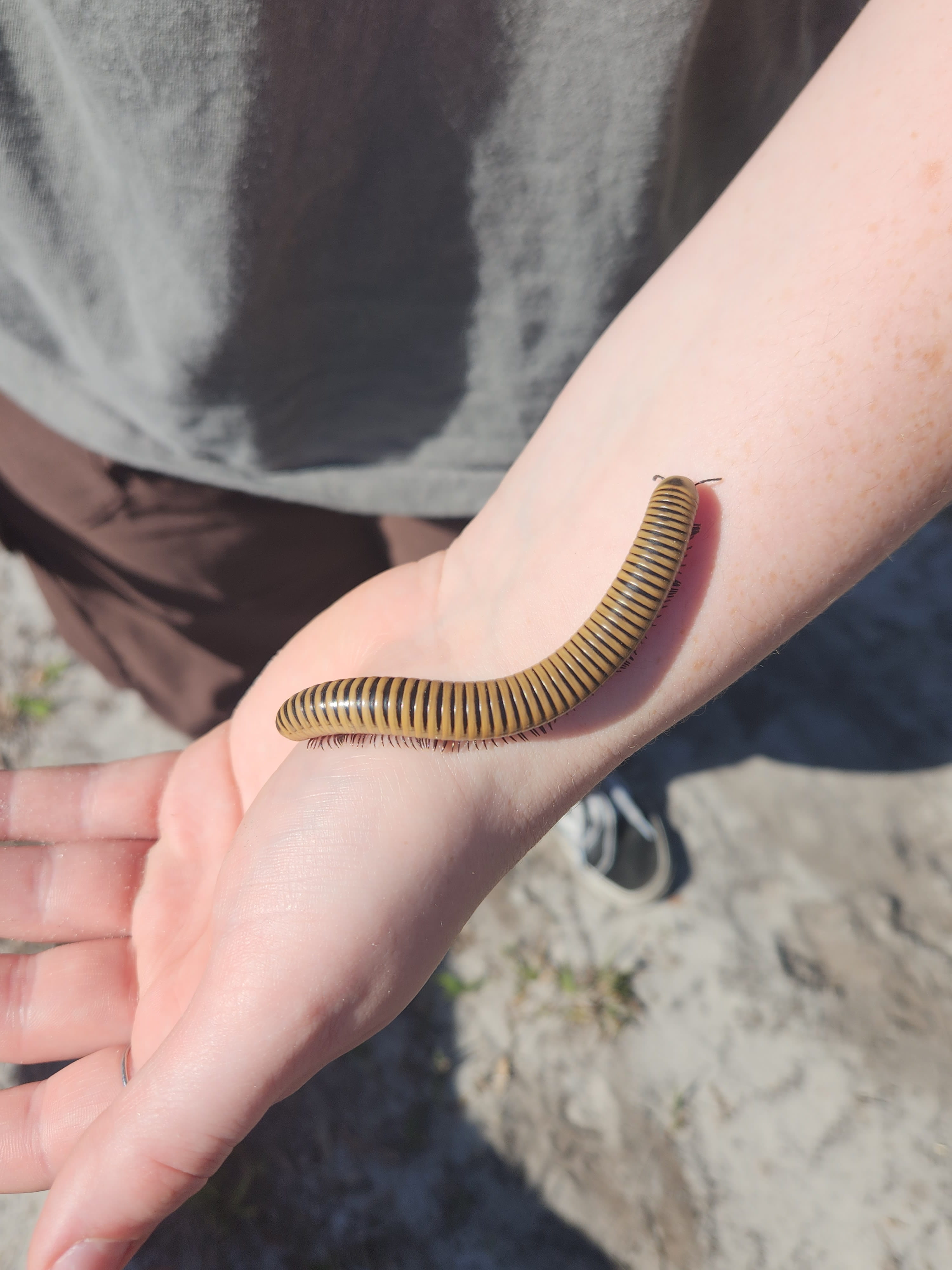 image of bug