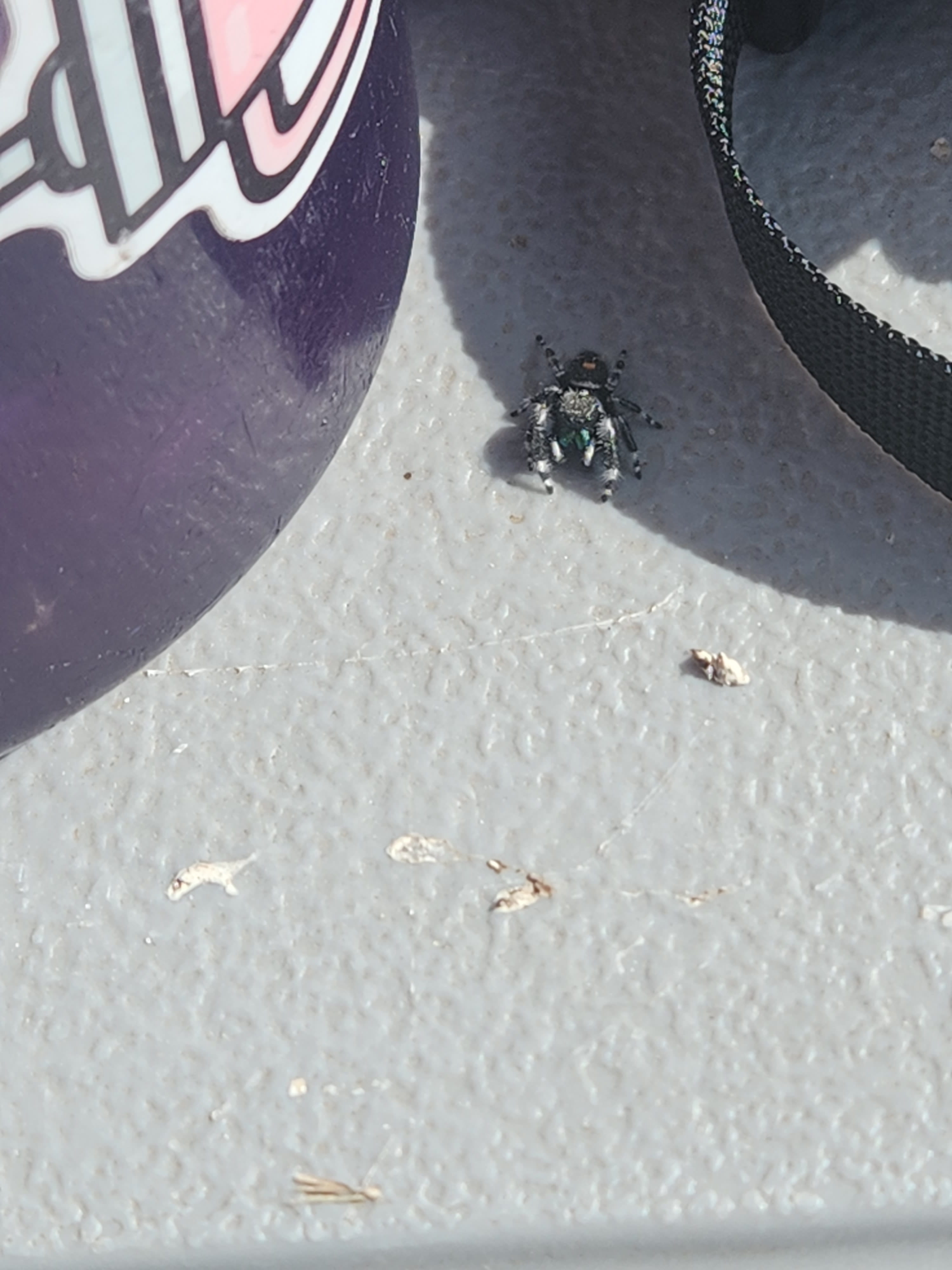 image of bug