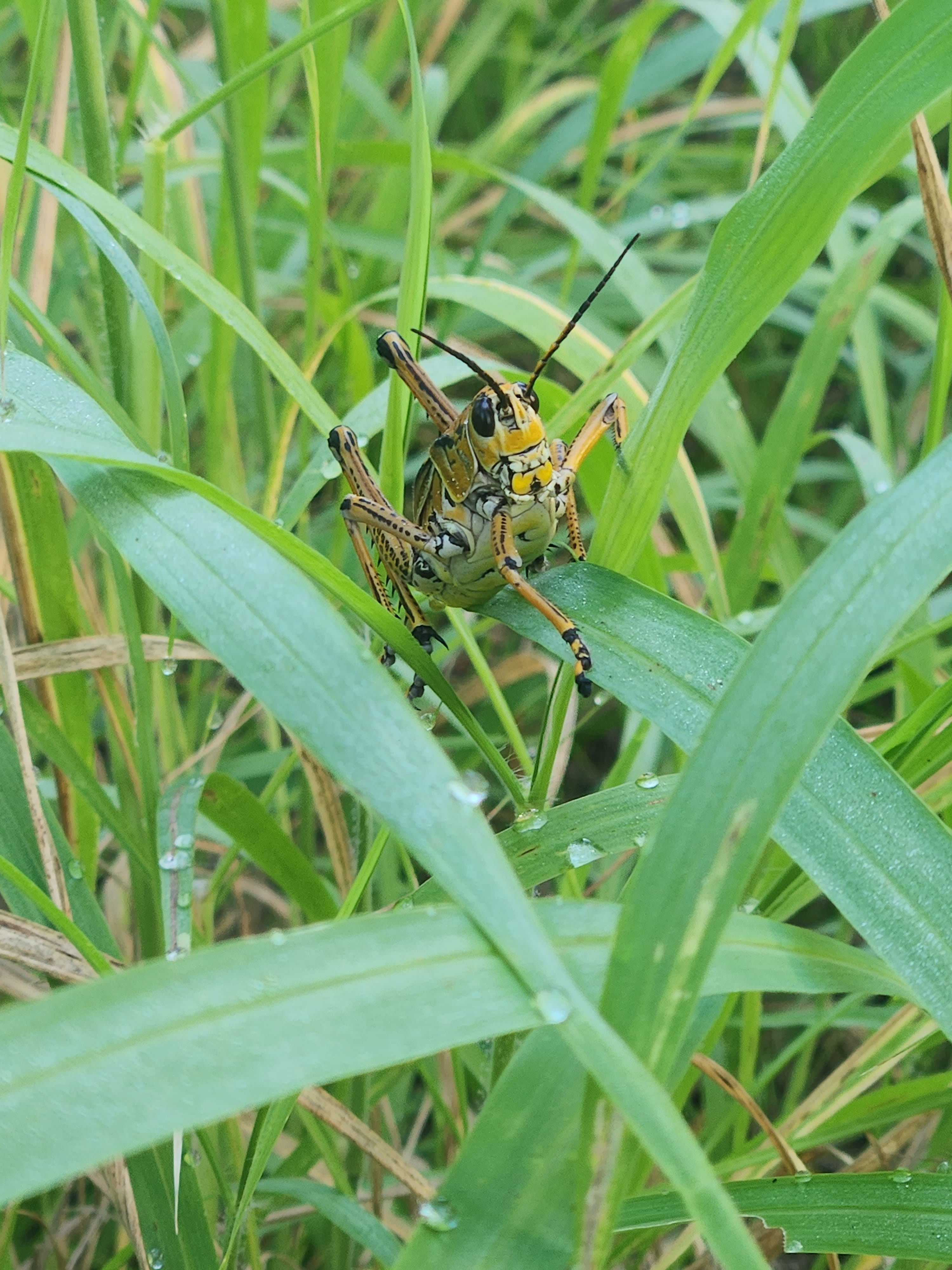 image of bug