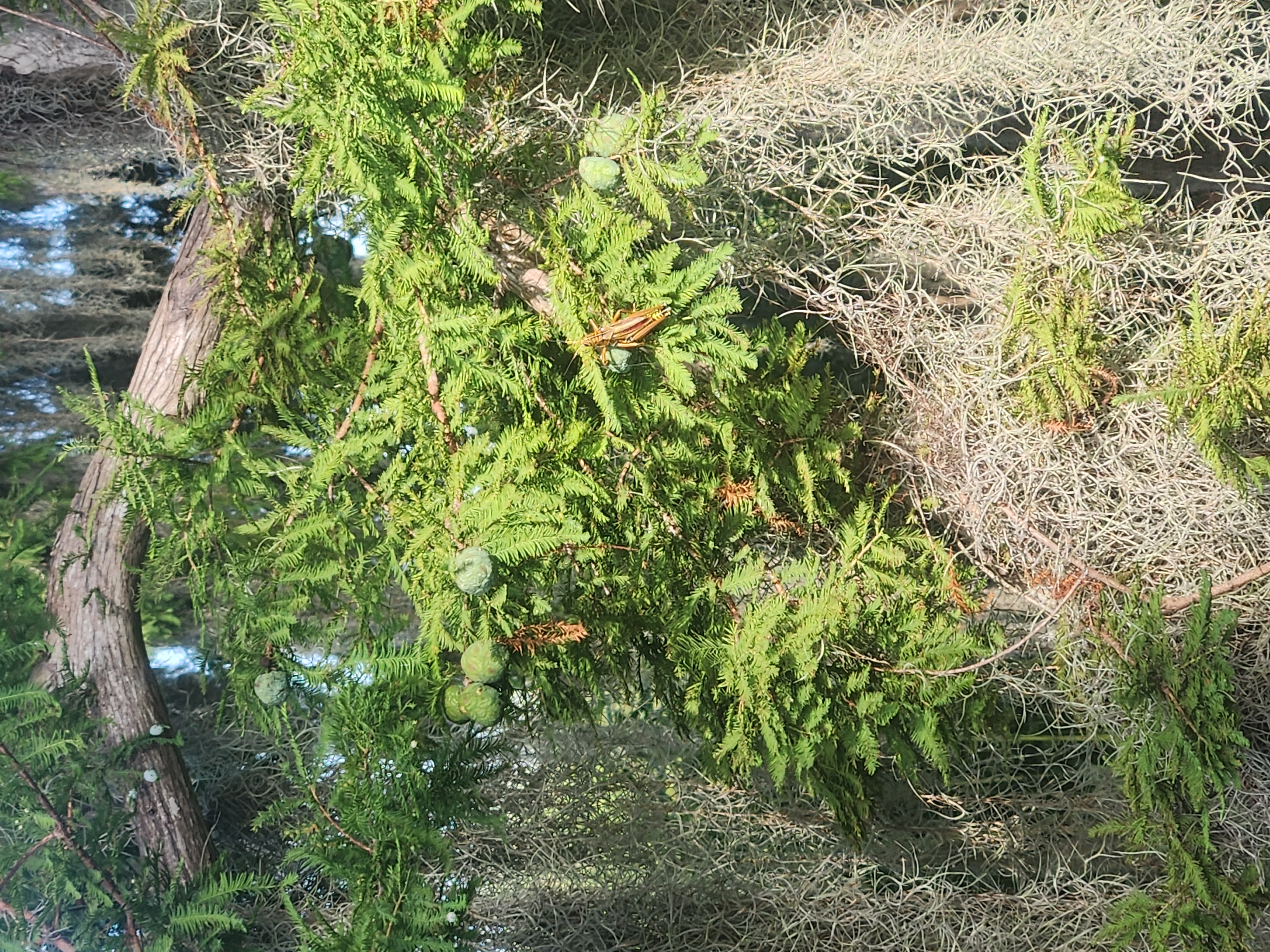 image of bug