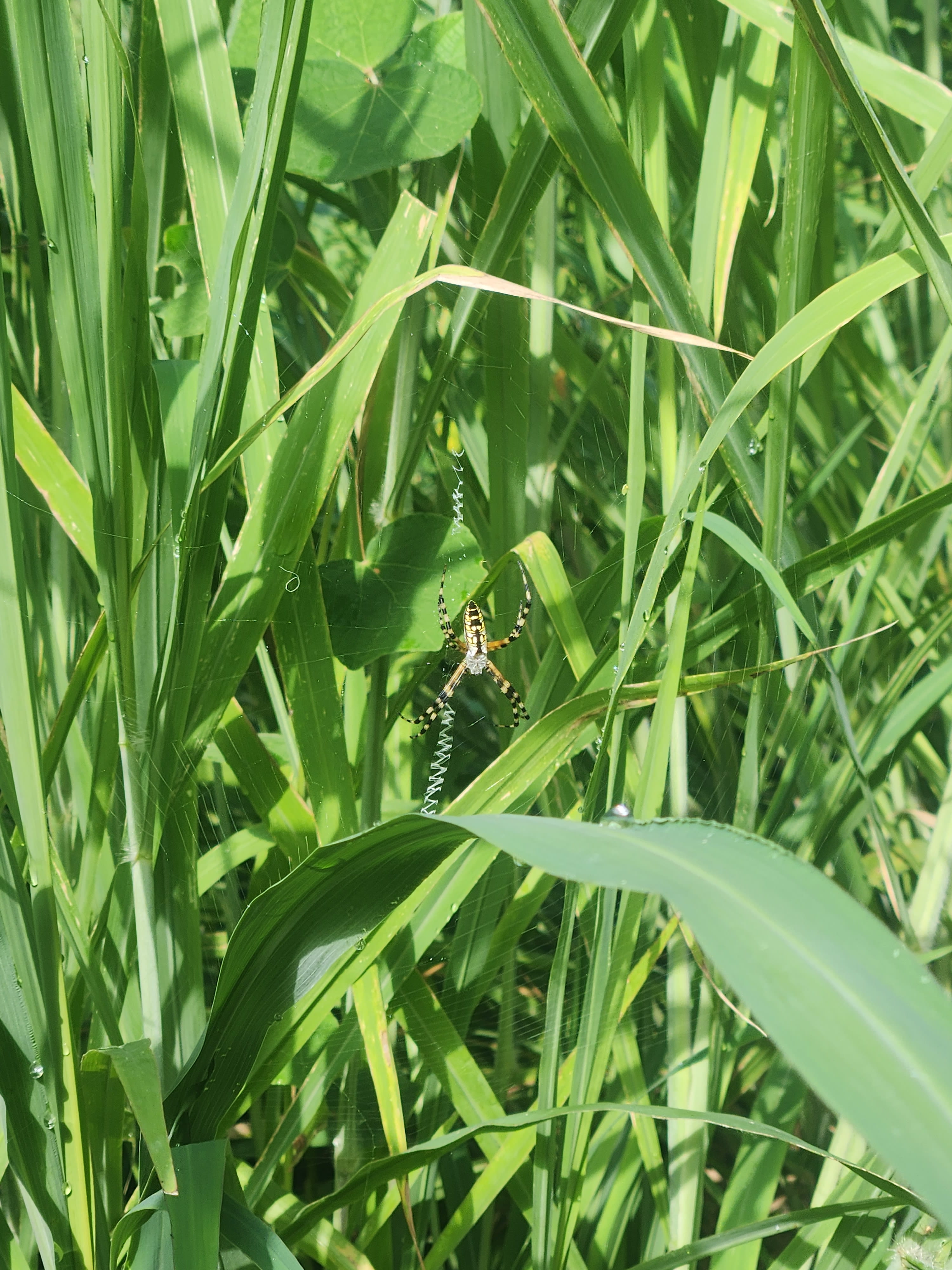 image of bug