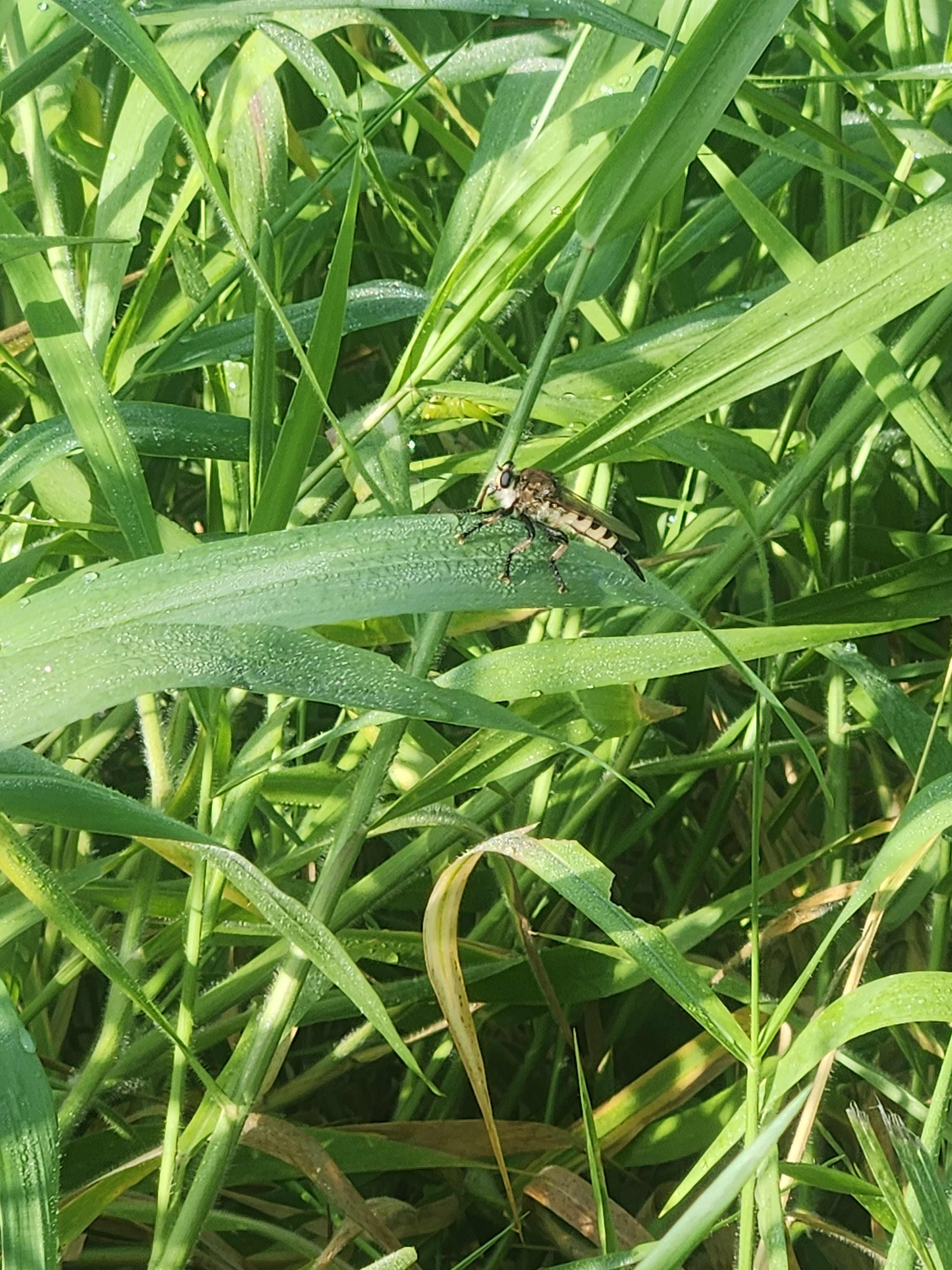 image of bug
