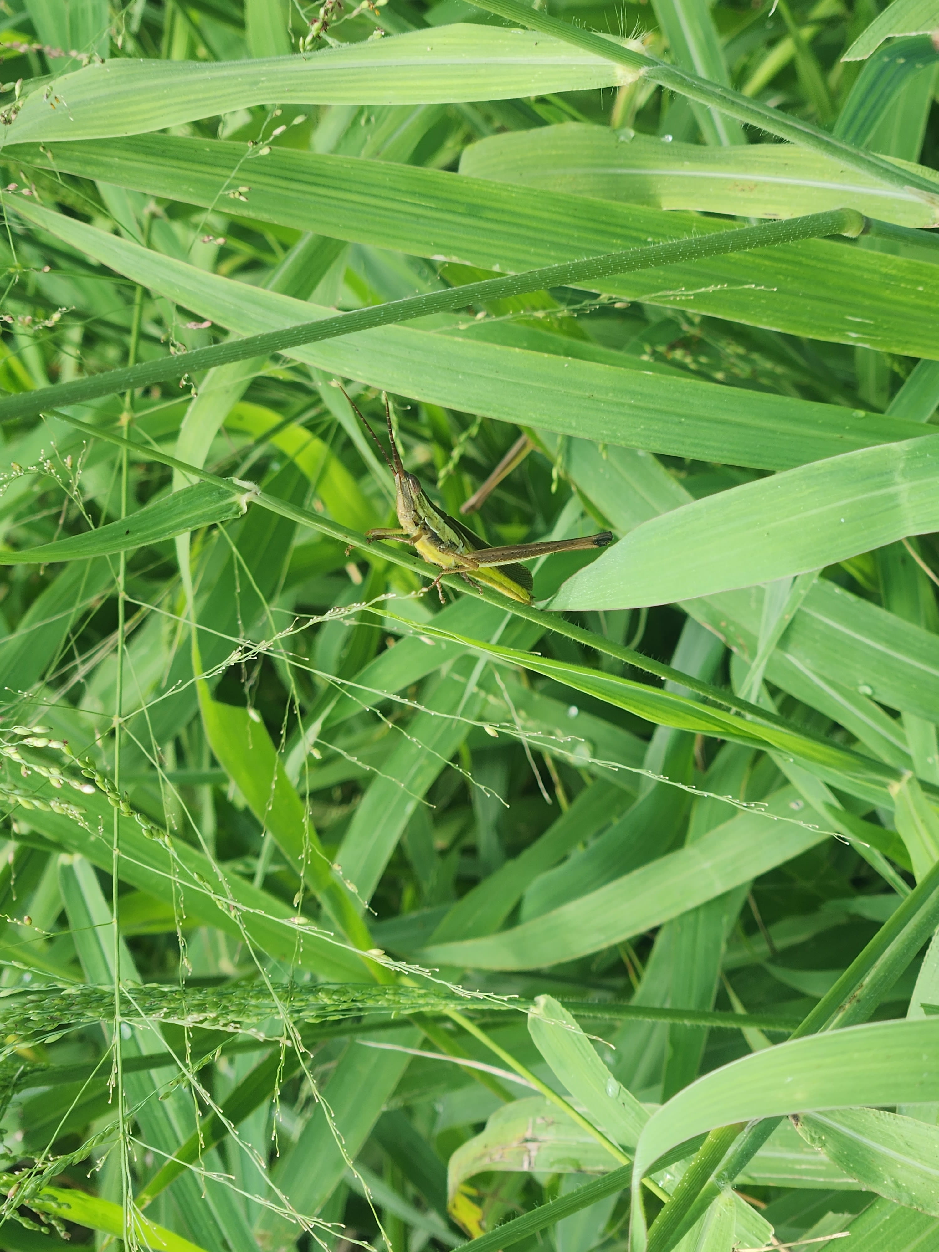 image of bug