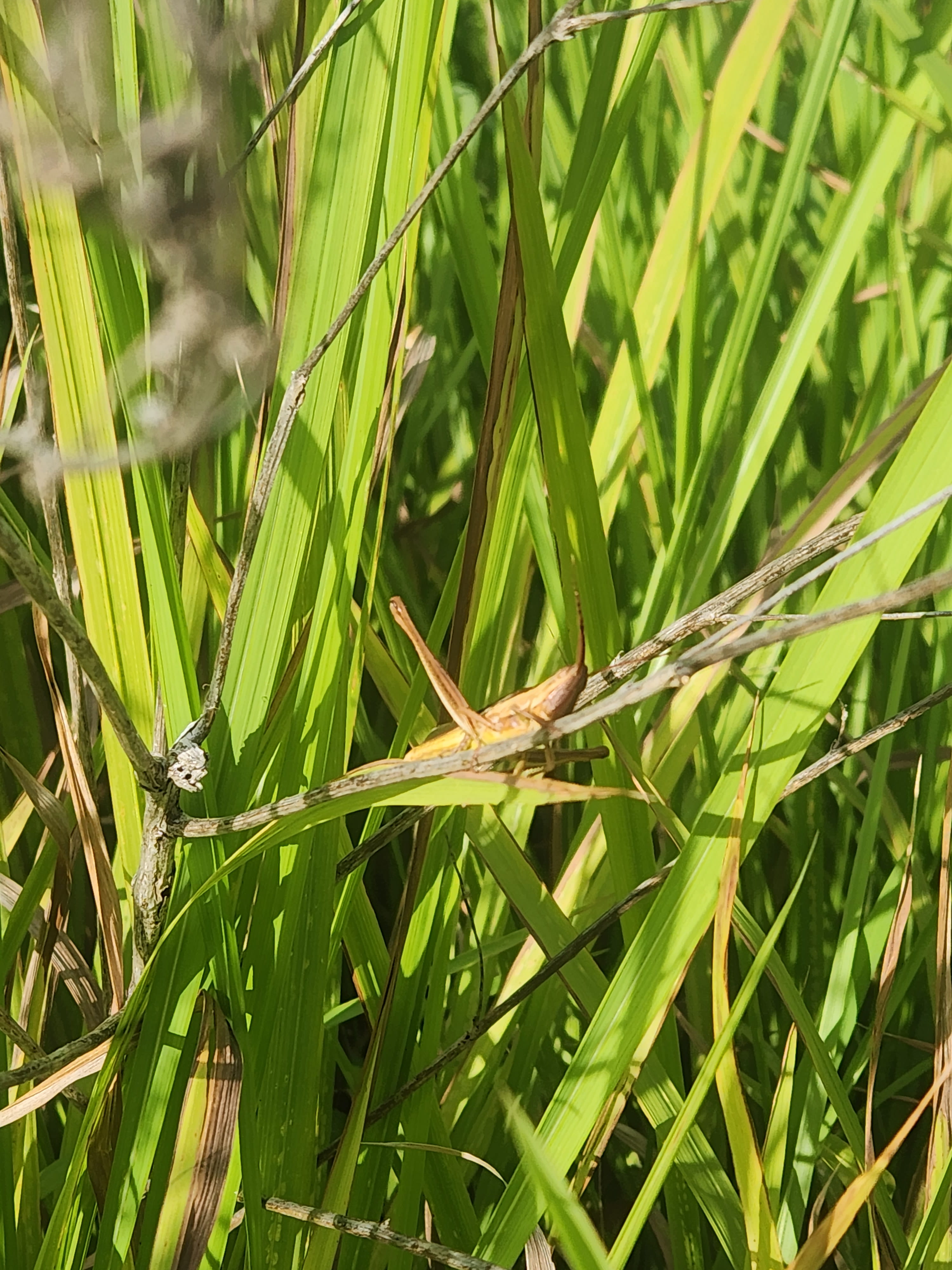 image of bug