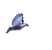 gif of a pigeon flying