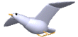 gull model flying