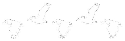 gif/divider of pelicans flying