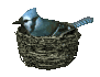 gif of a nesting blue jay