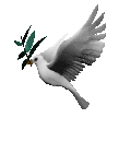 gif of a white dove with a olive branch flying