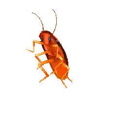 spinning cockroach
