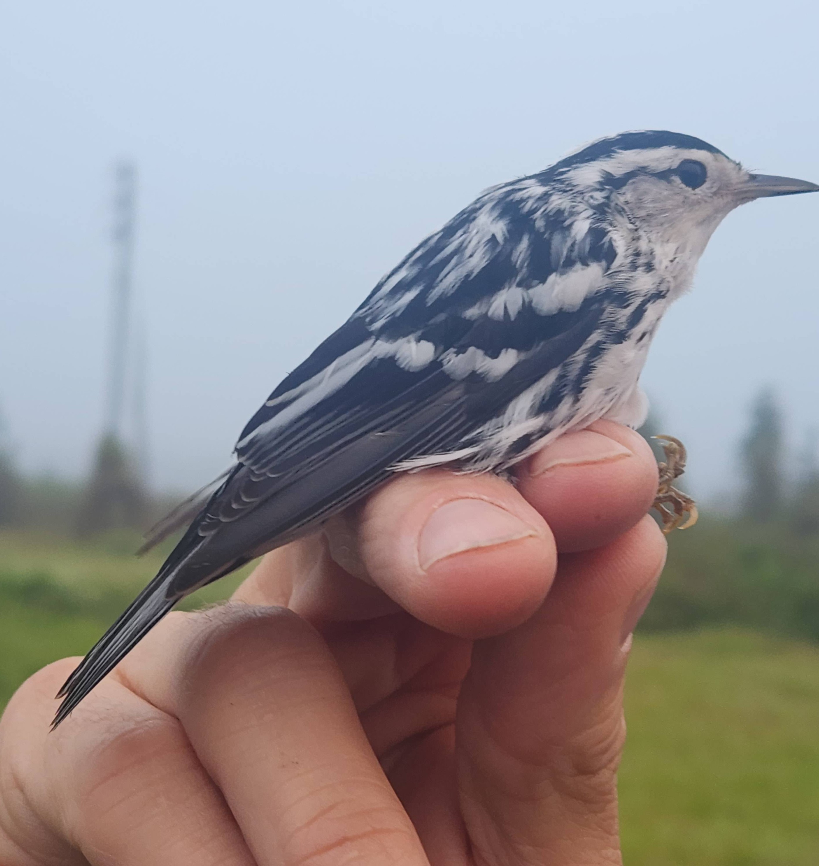 photo of a black and white warbler