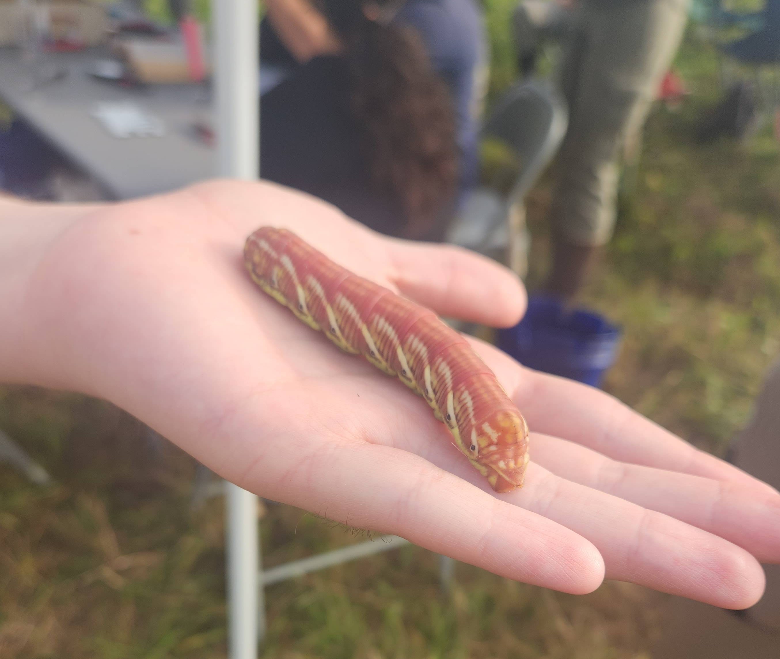 photo of some massive ass caterpillar
