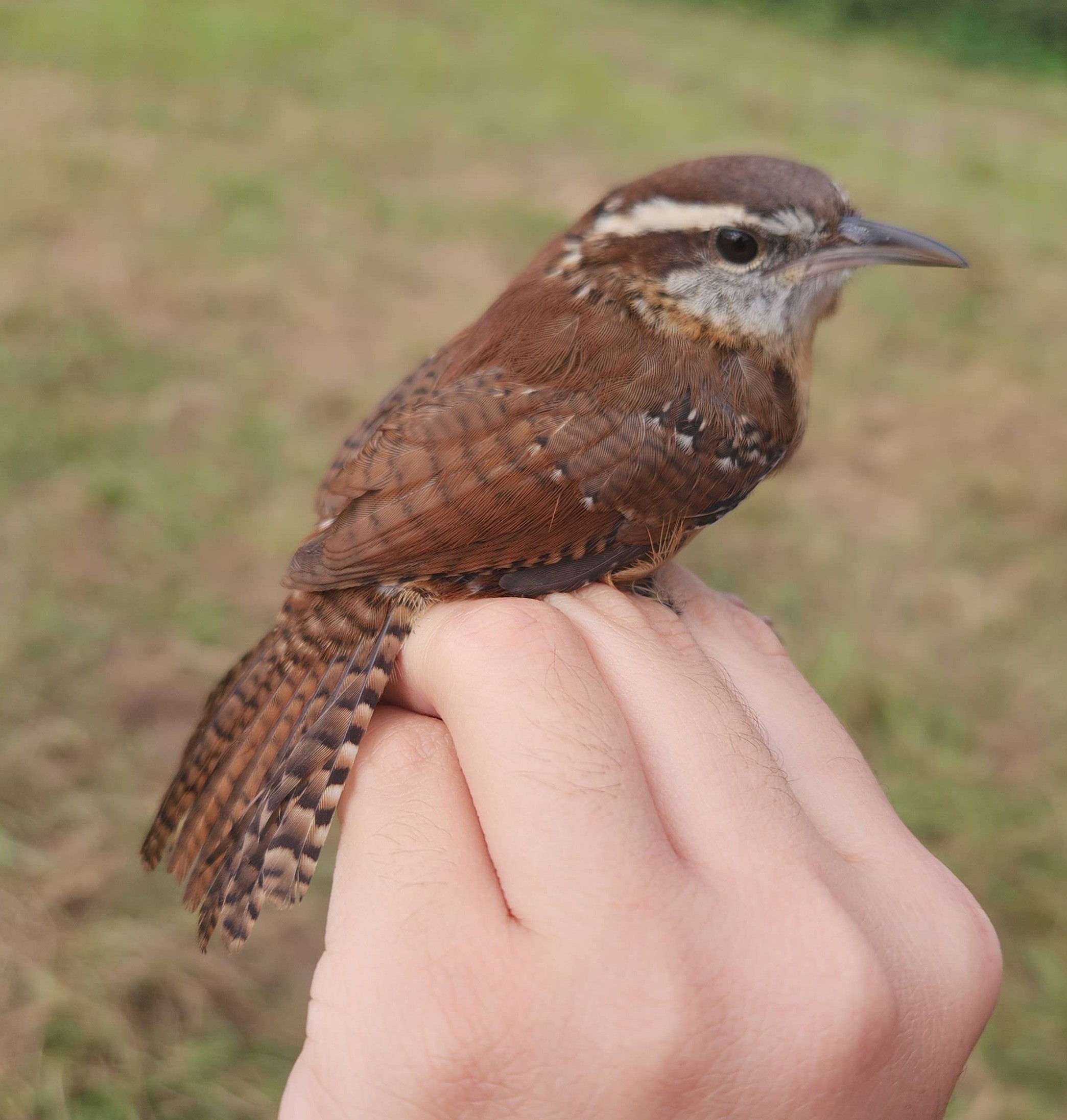 photo of a carolina wren