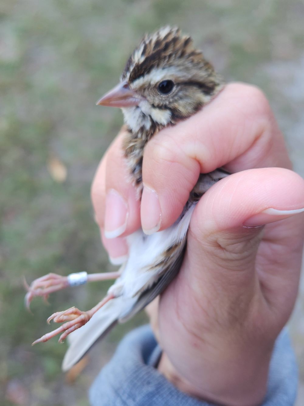 photo of a savannah sparrow