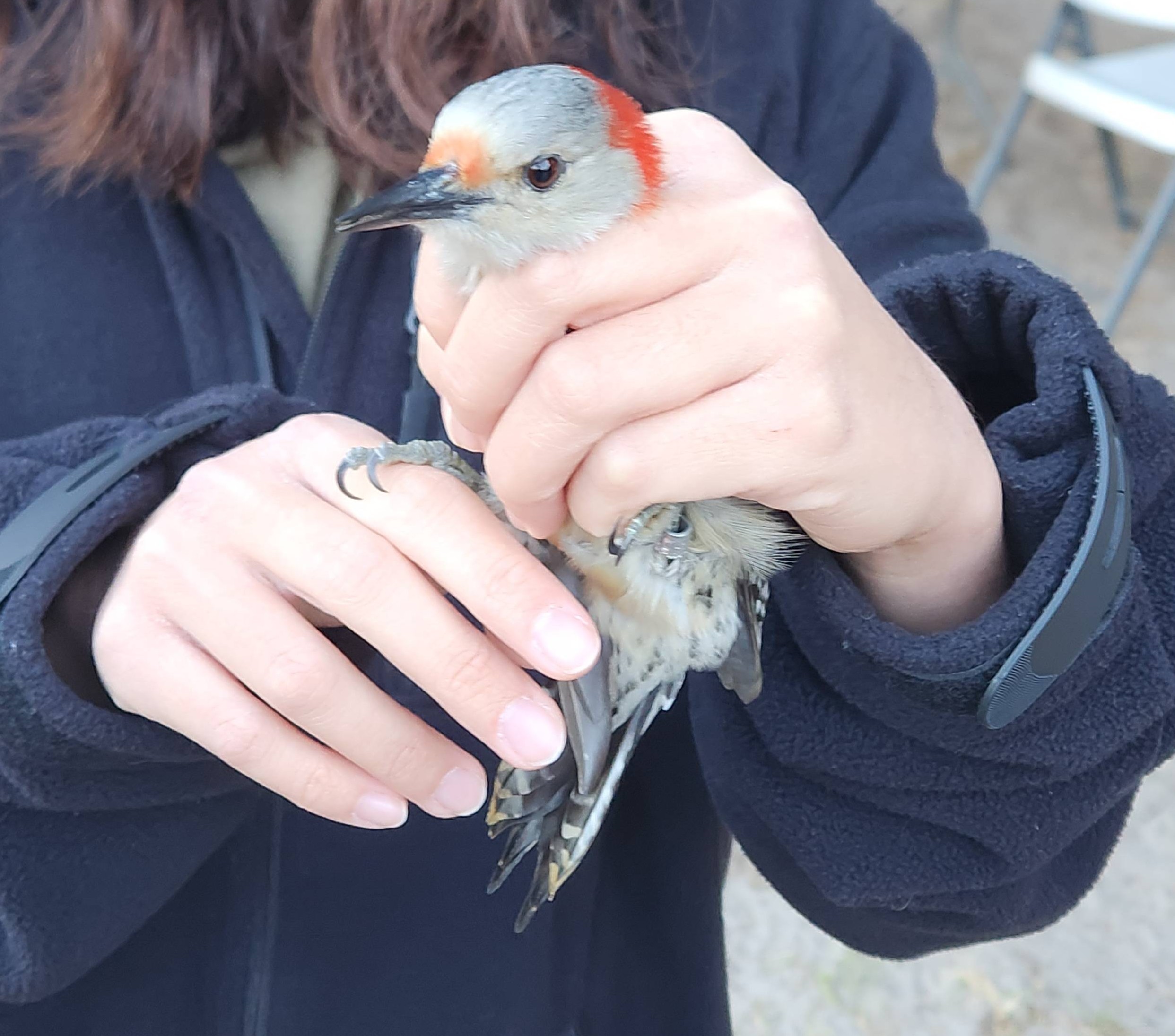 photo of a red-bellied woodpecker