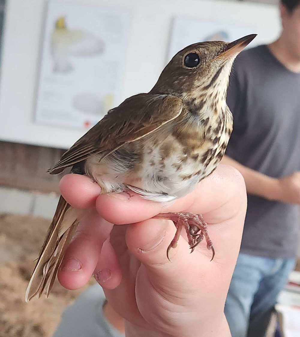 image of a hermit thrush