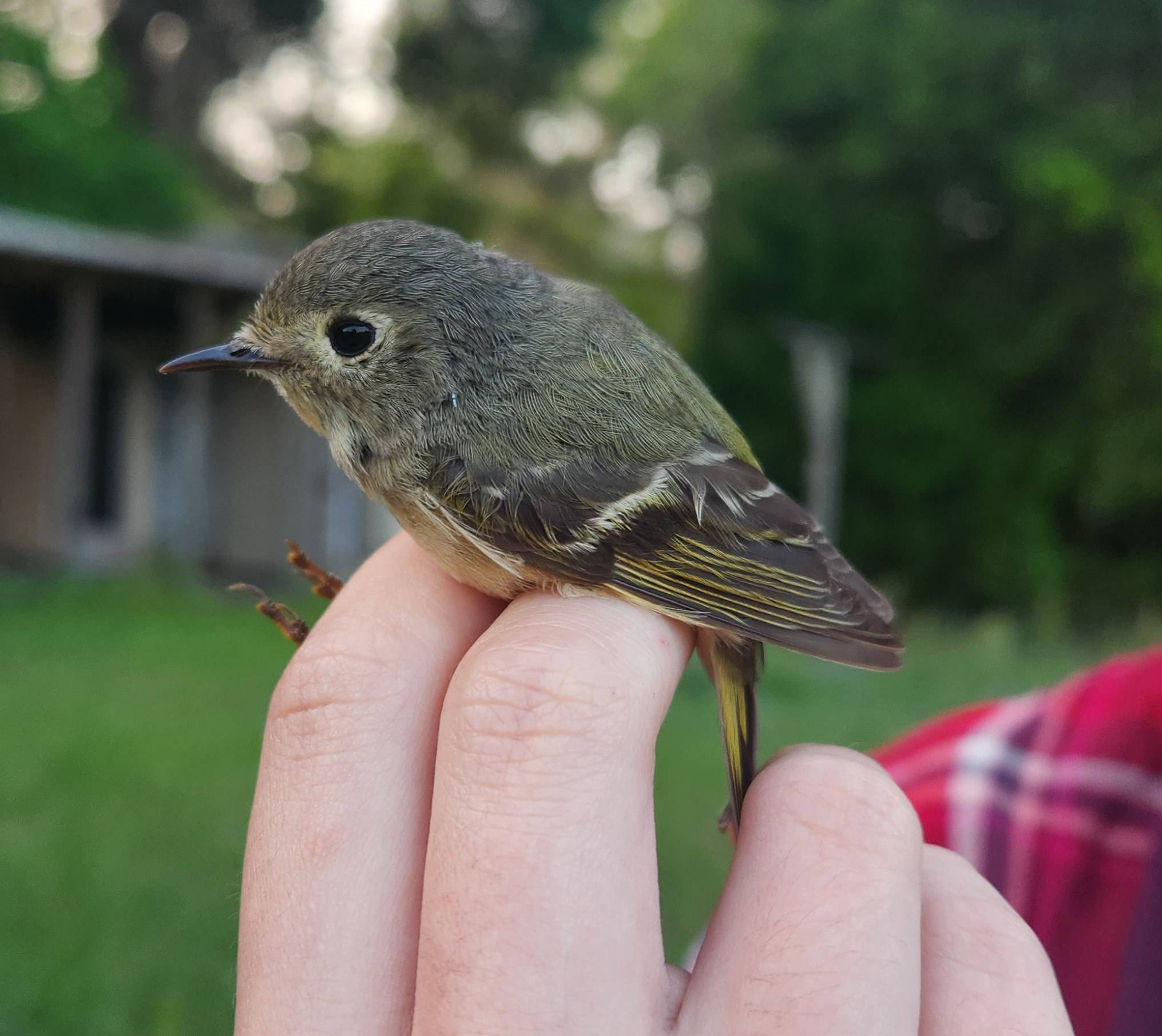 photo of a rubycrowned kinglet